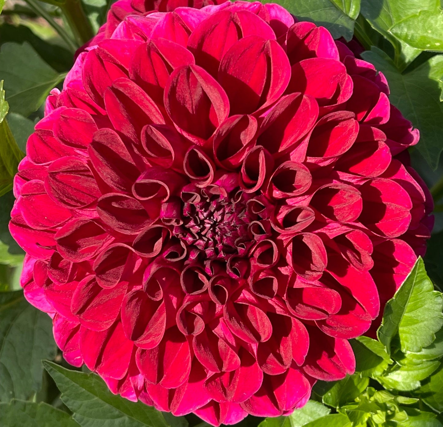 AC Bugsy Dahlia