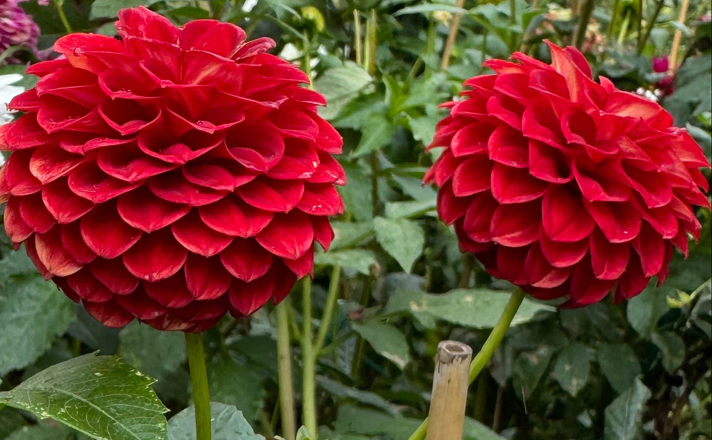 Red Ora Dahlia