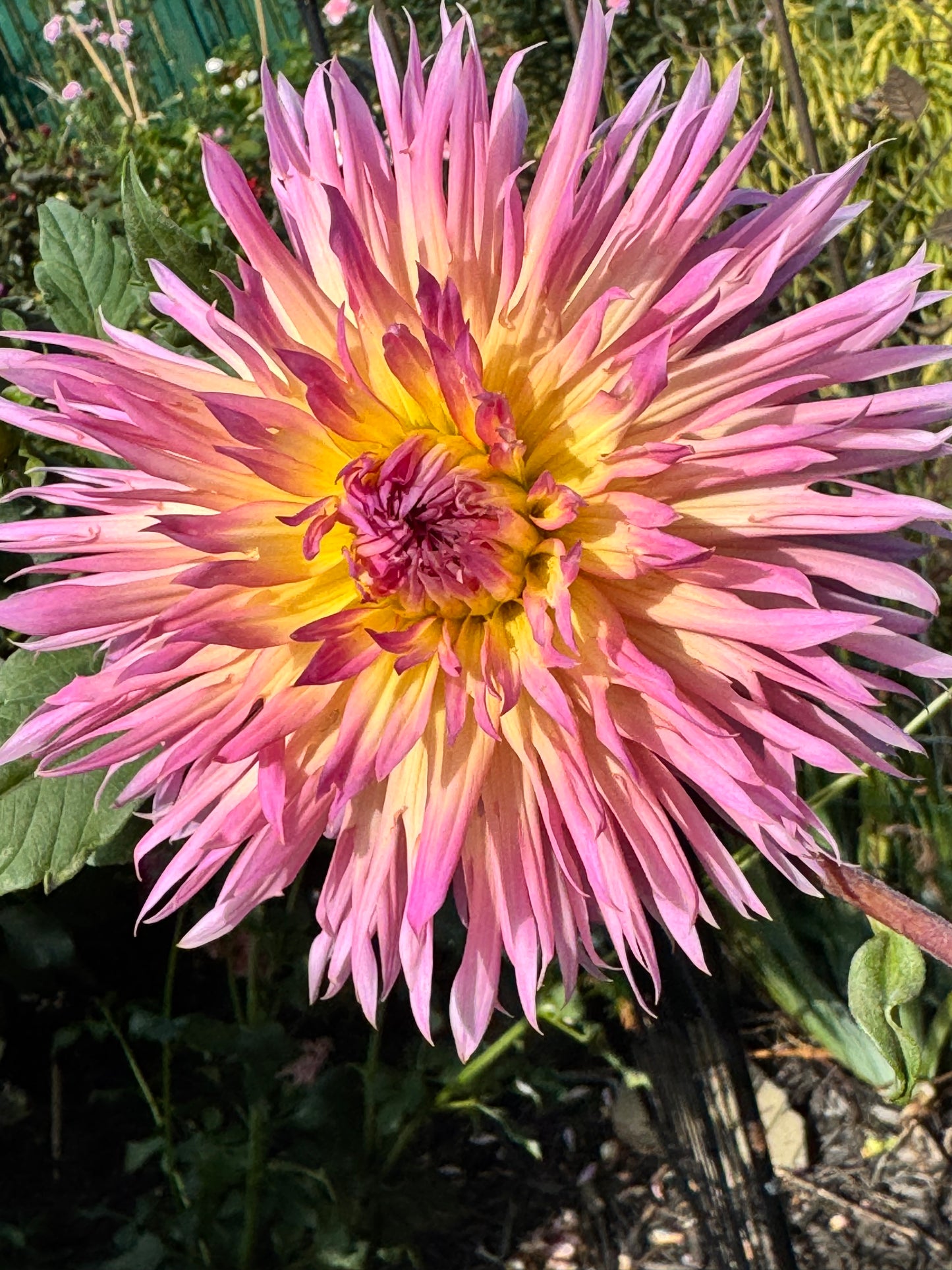 Hapet Afrodite Dahlia
