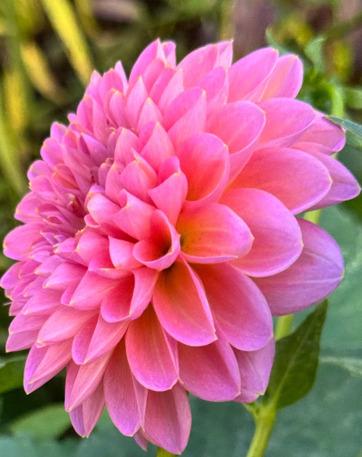 Bloomquist Dave Dahlia