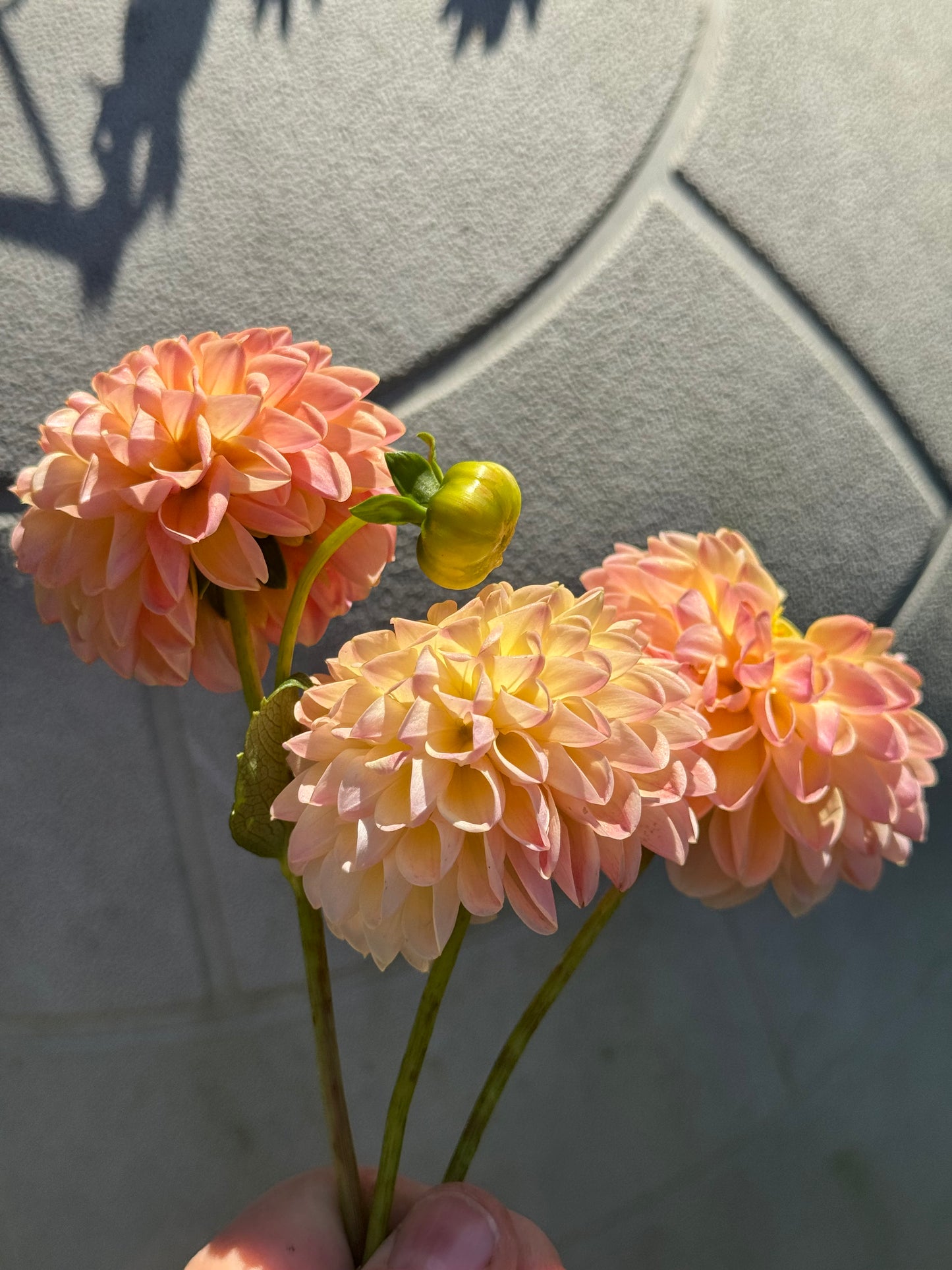 Hapet Peachy Dahlia