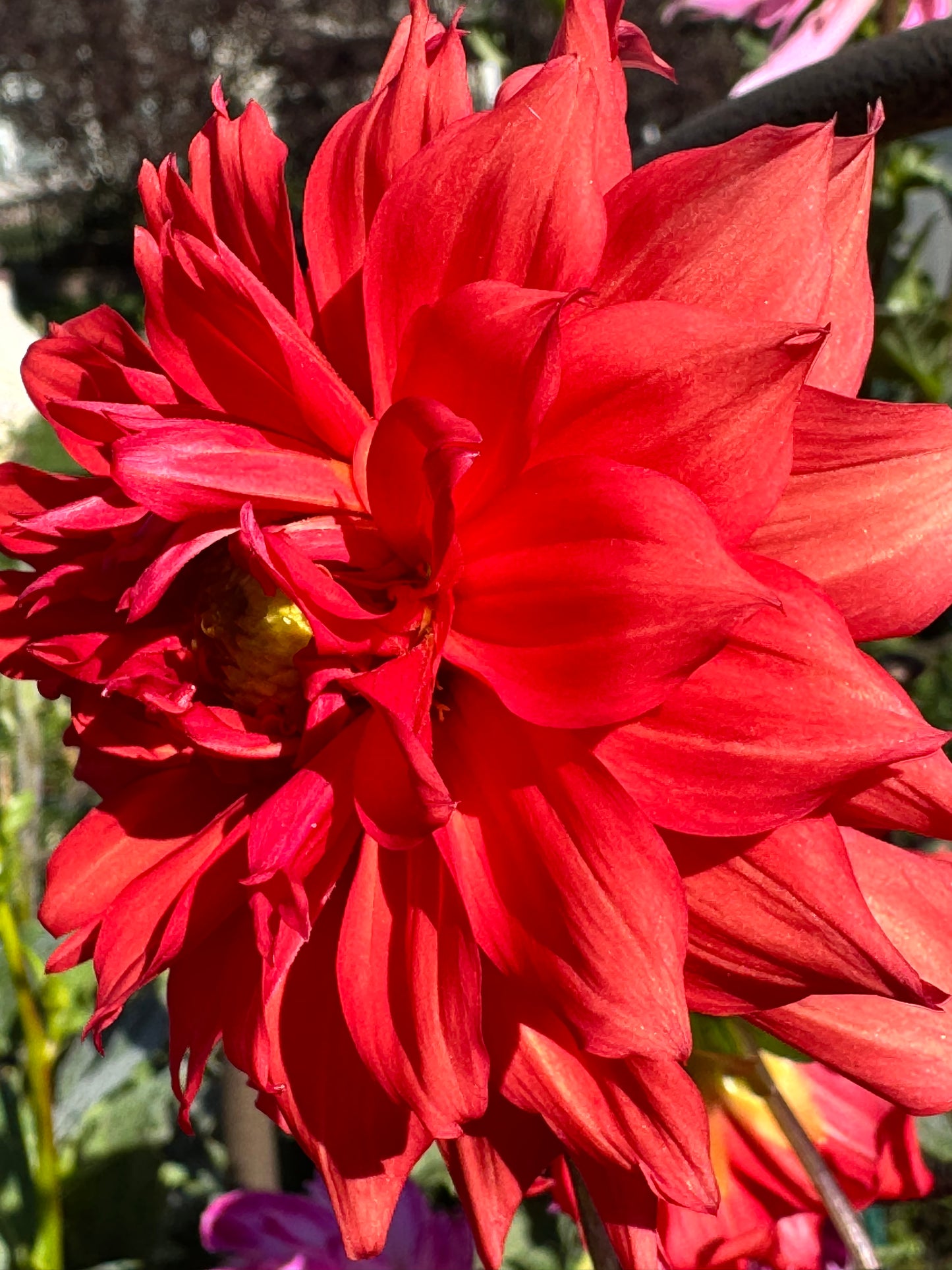 Liga Dahlia