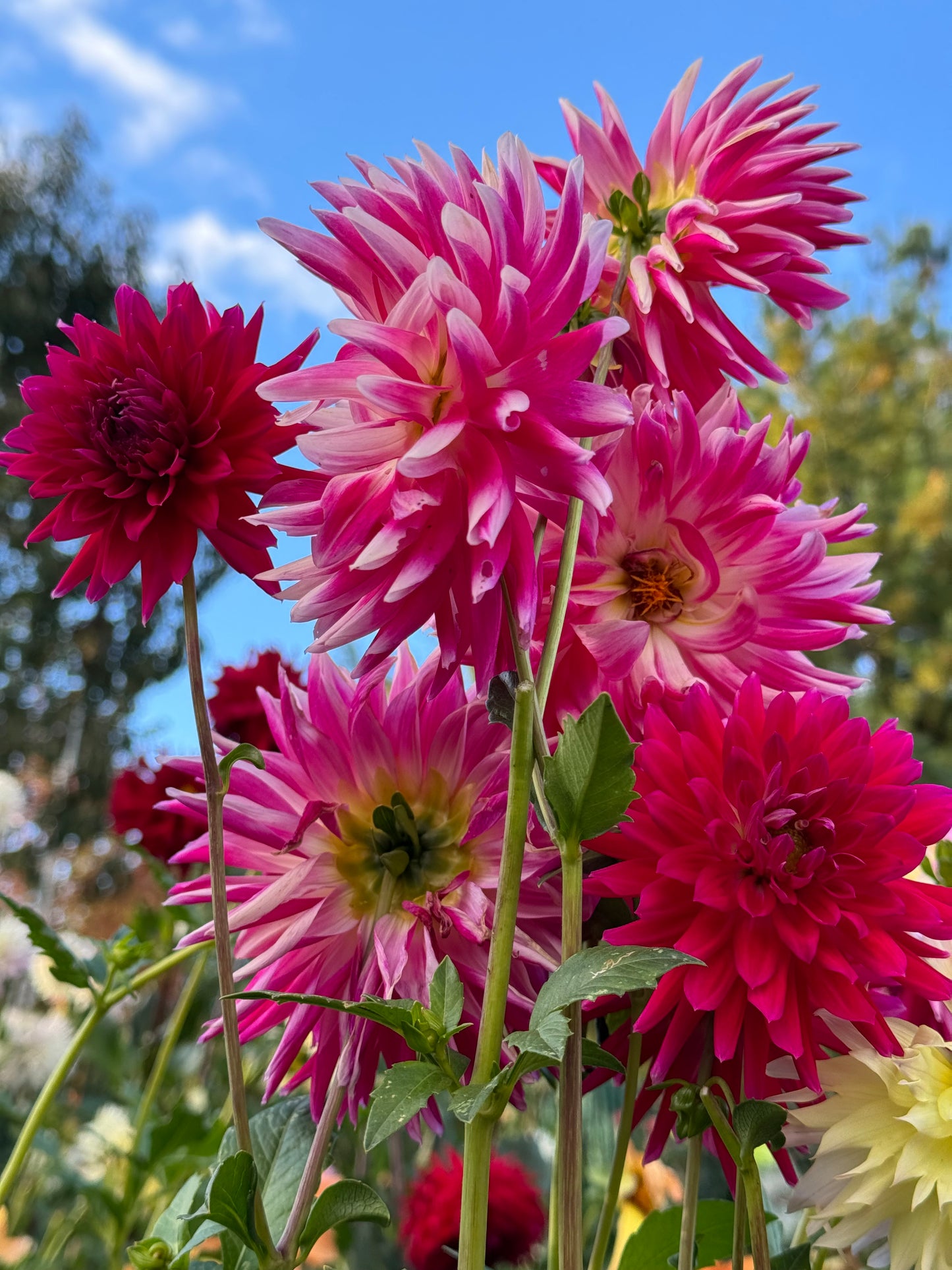 Bloomquist Loud Dahlia