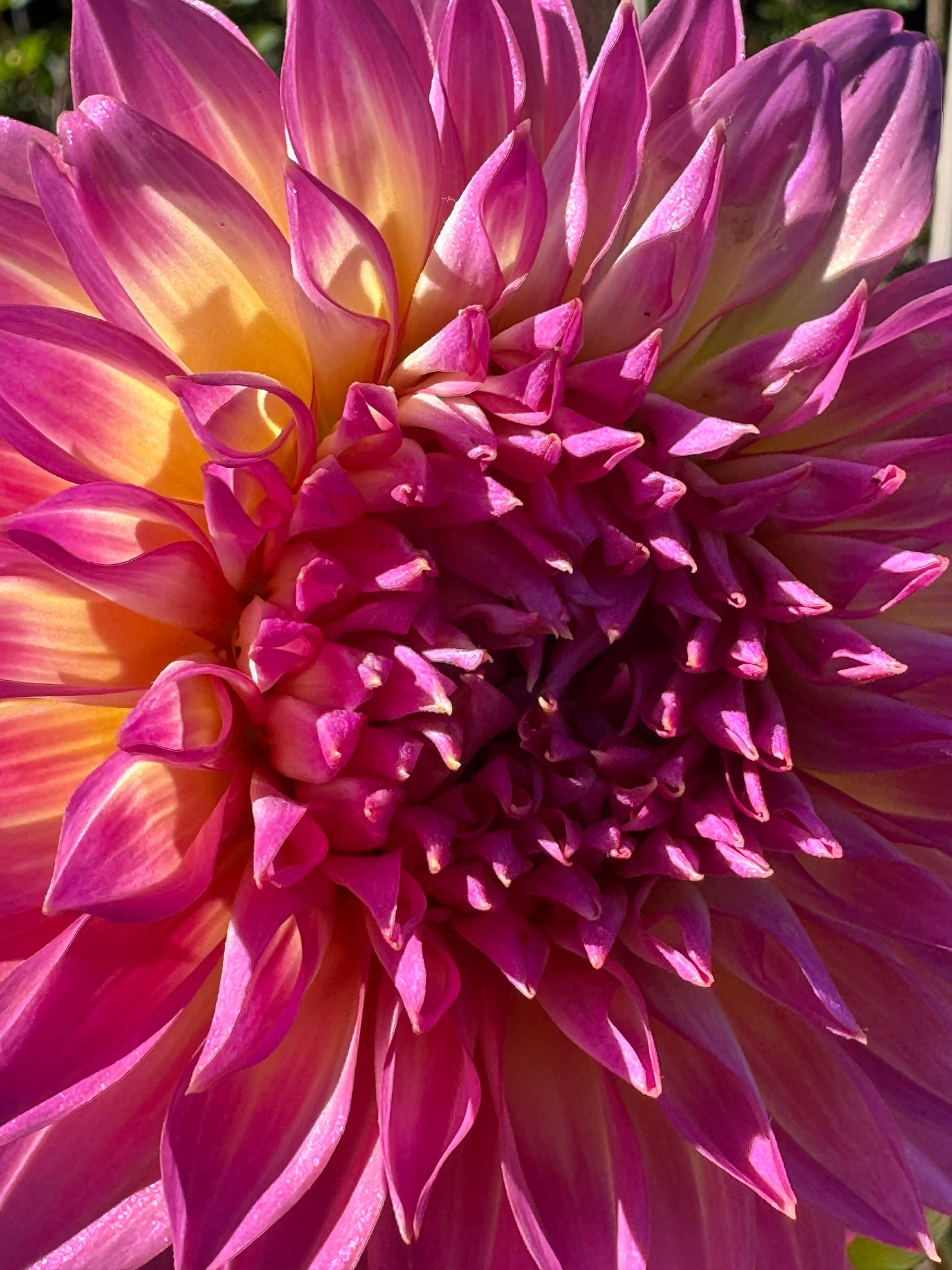 Hollyhill Gloria Dahlia
