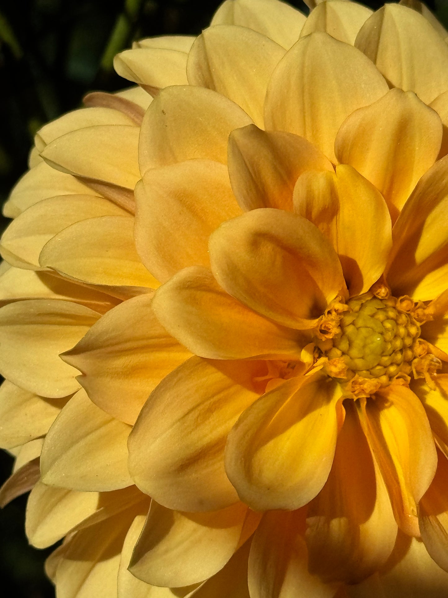 Ij Nala Dahlia