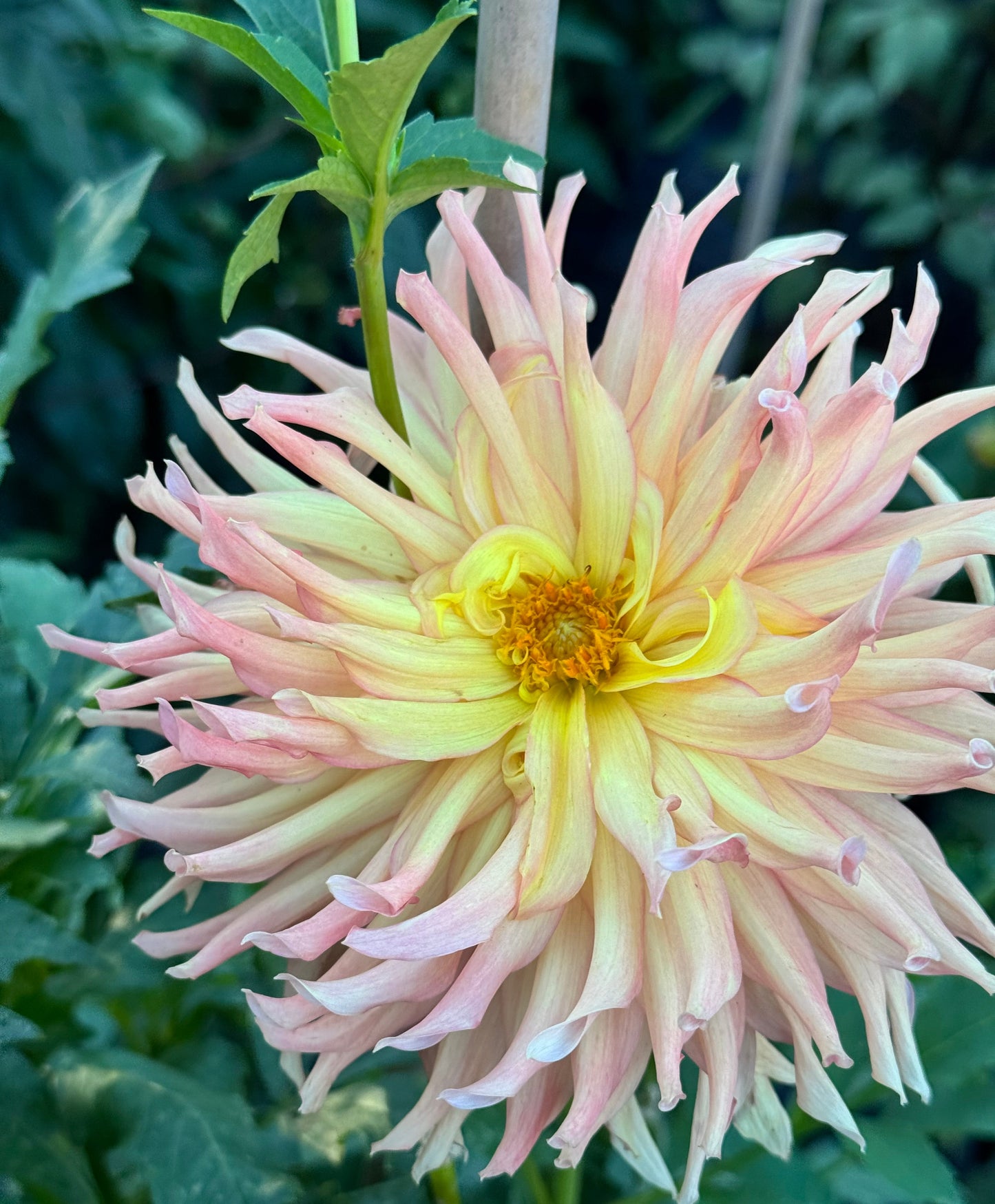 Camano Sitka Dahlia