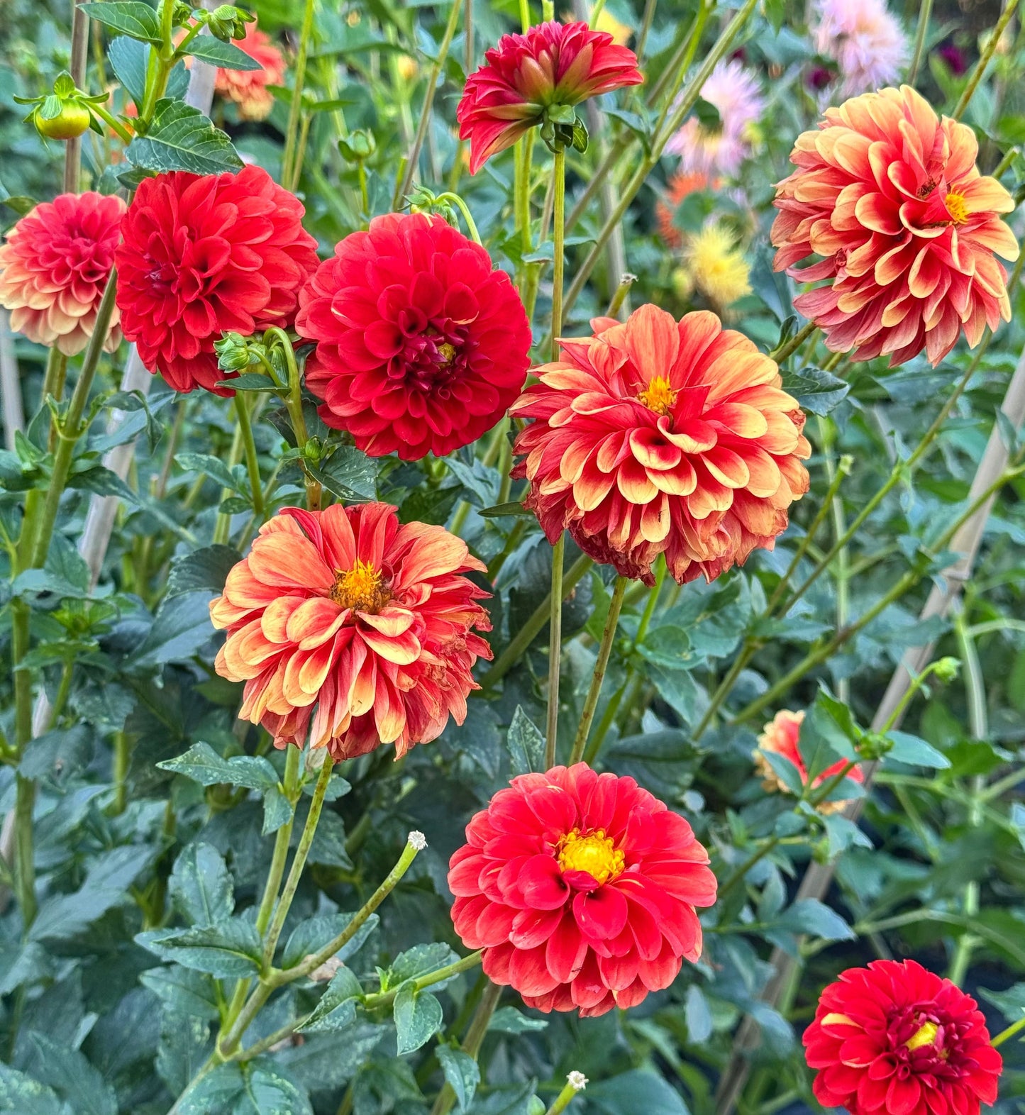 Lollipop Dahlia
