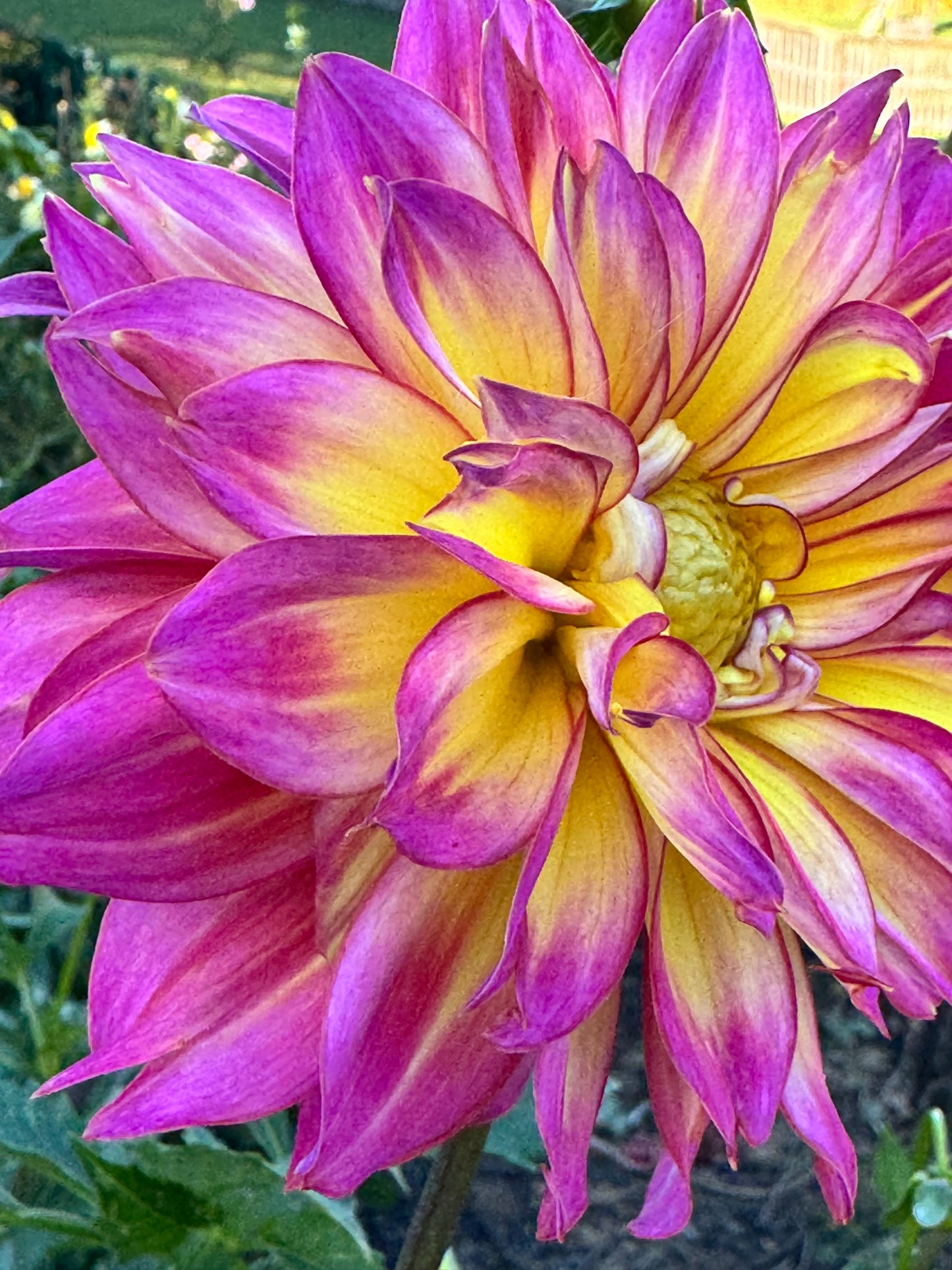 MD’s Easter Egg Dahlia