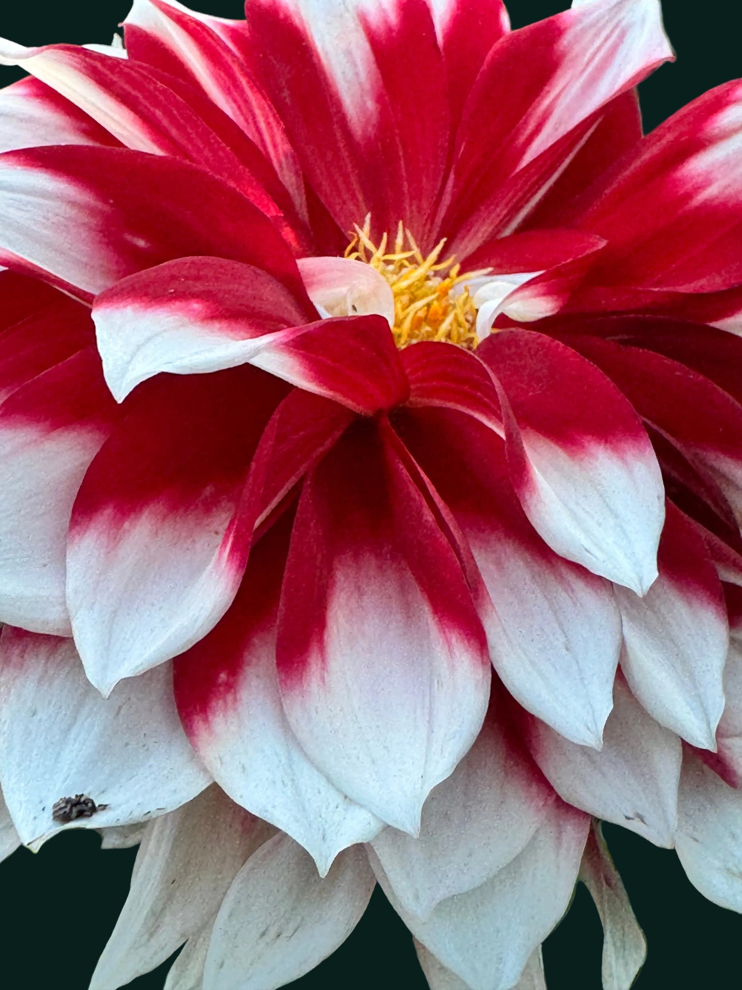 Bernardo Dahlia