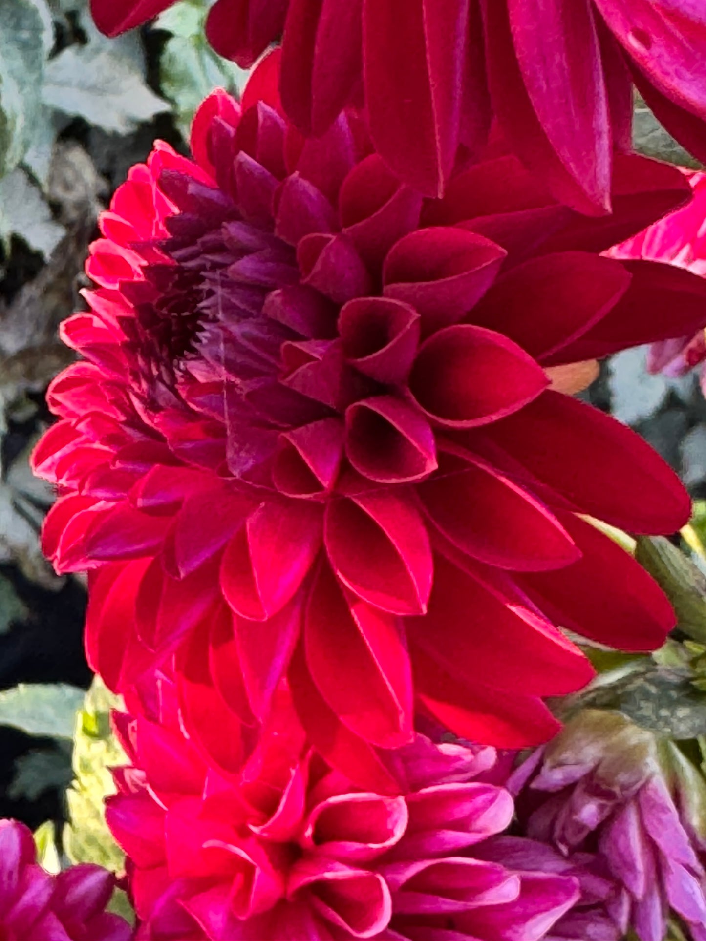 Jowey Rita Dahlia