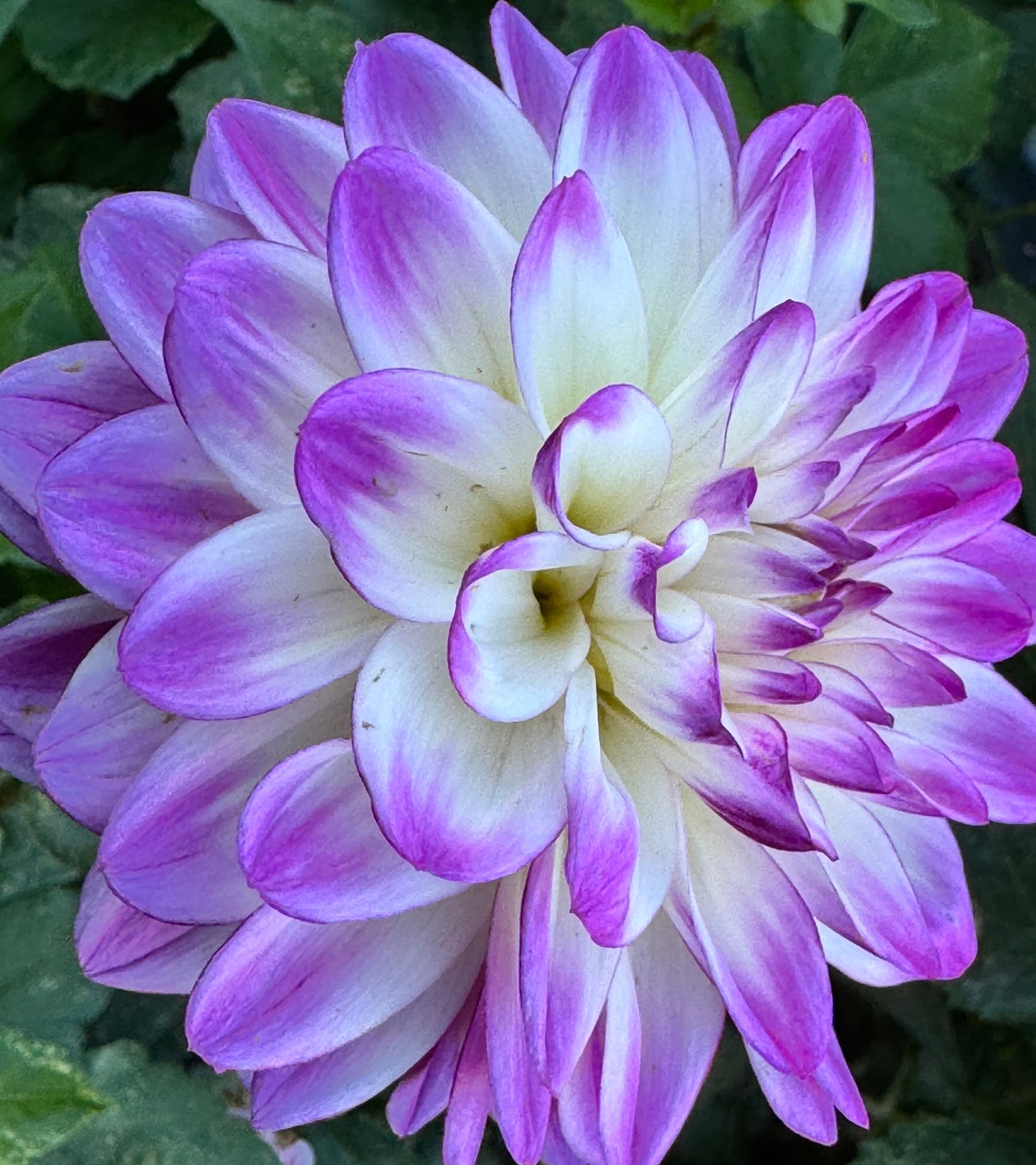 Romantic Summer Dahlia