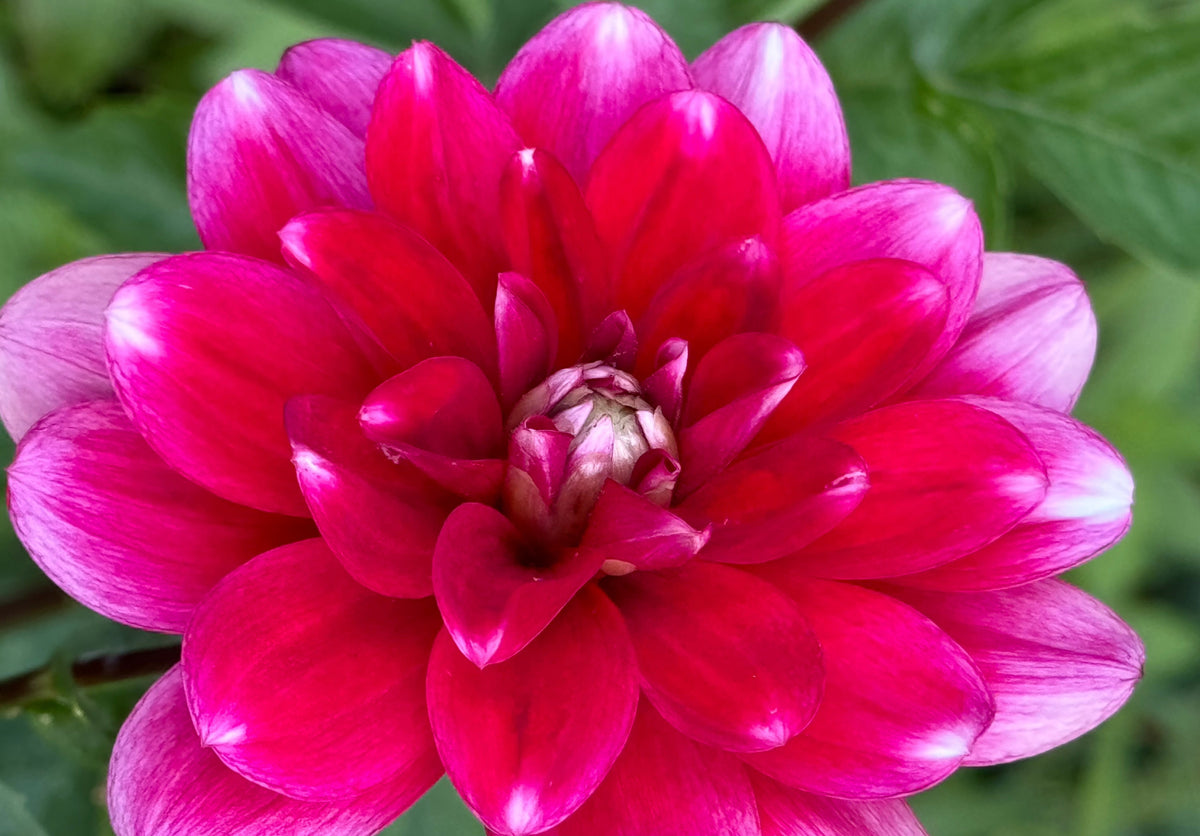 Sweet Anna Dahlia