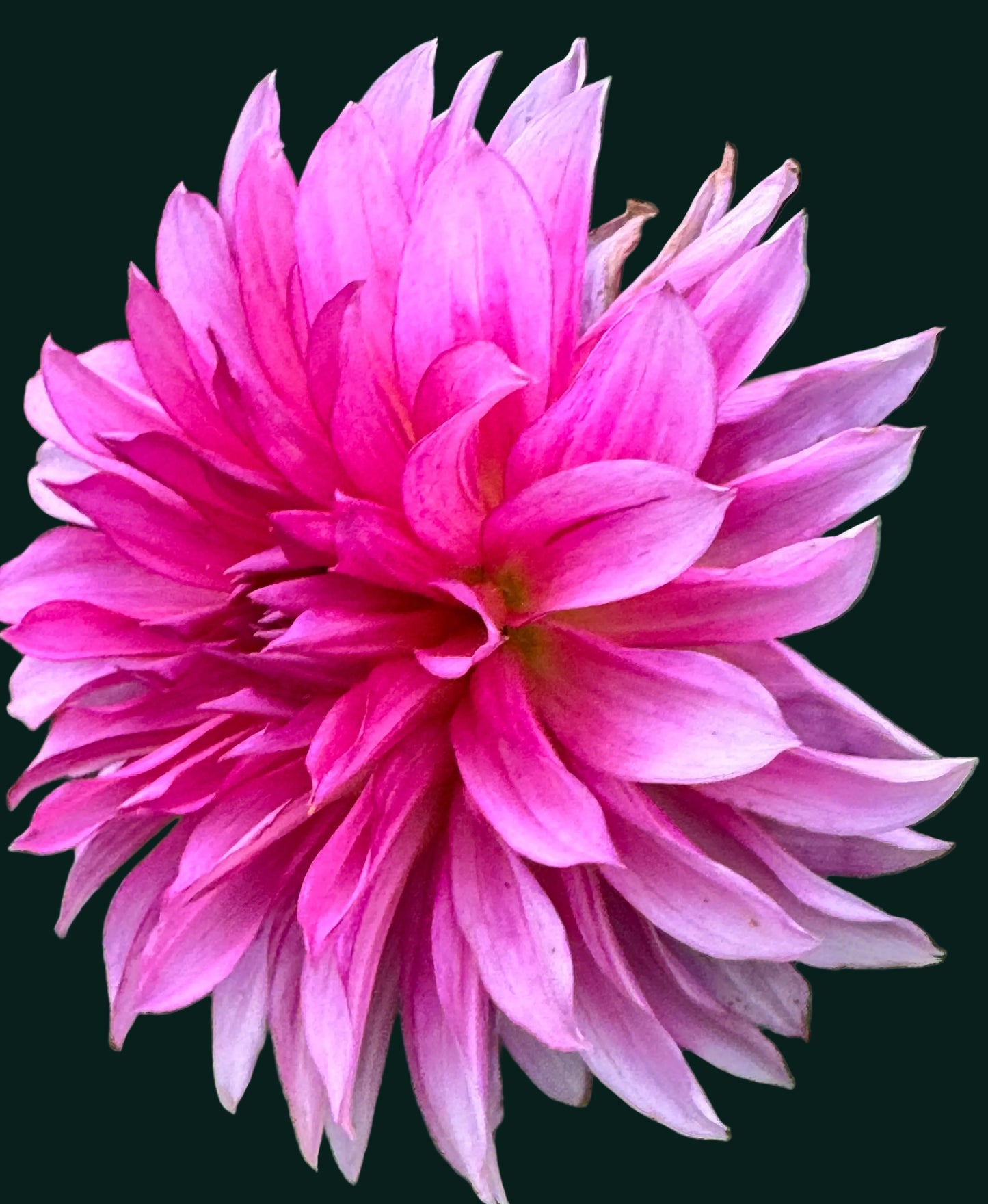 River’s Watermelon Dahlia