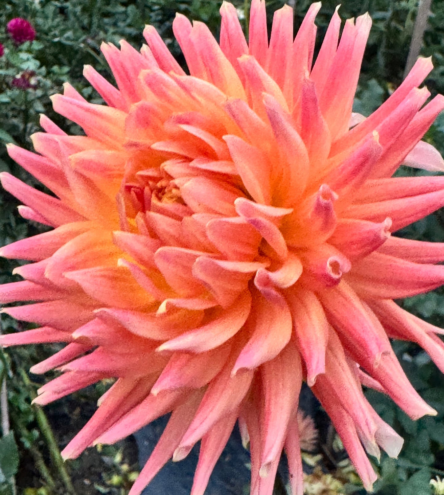 HollyHill Augustina Dahlia