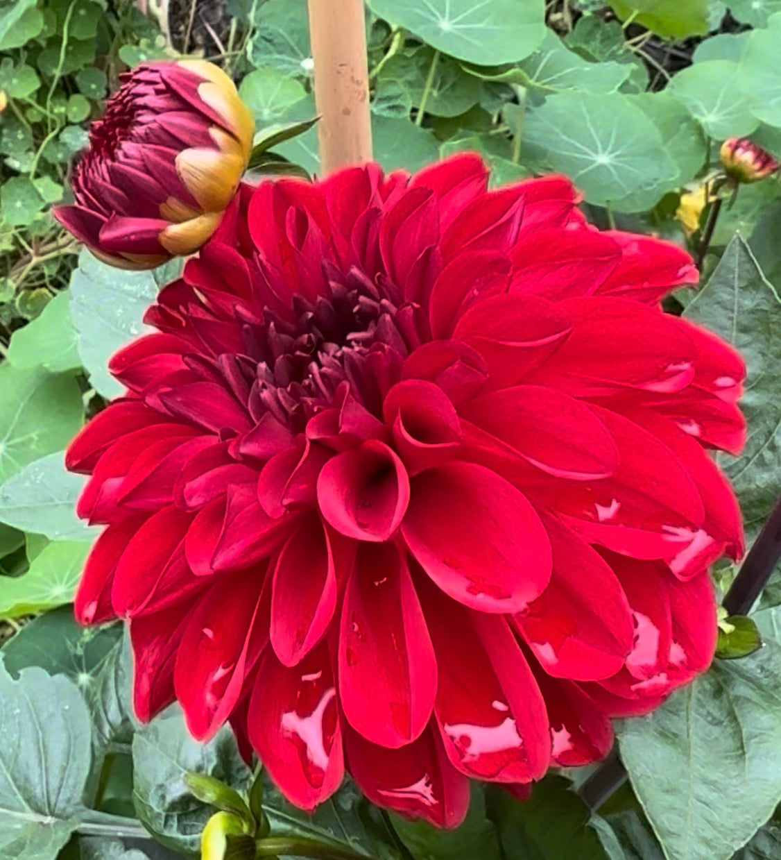 Michael M Dahlia