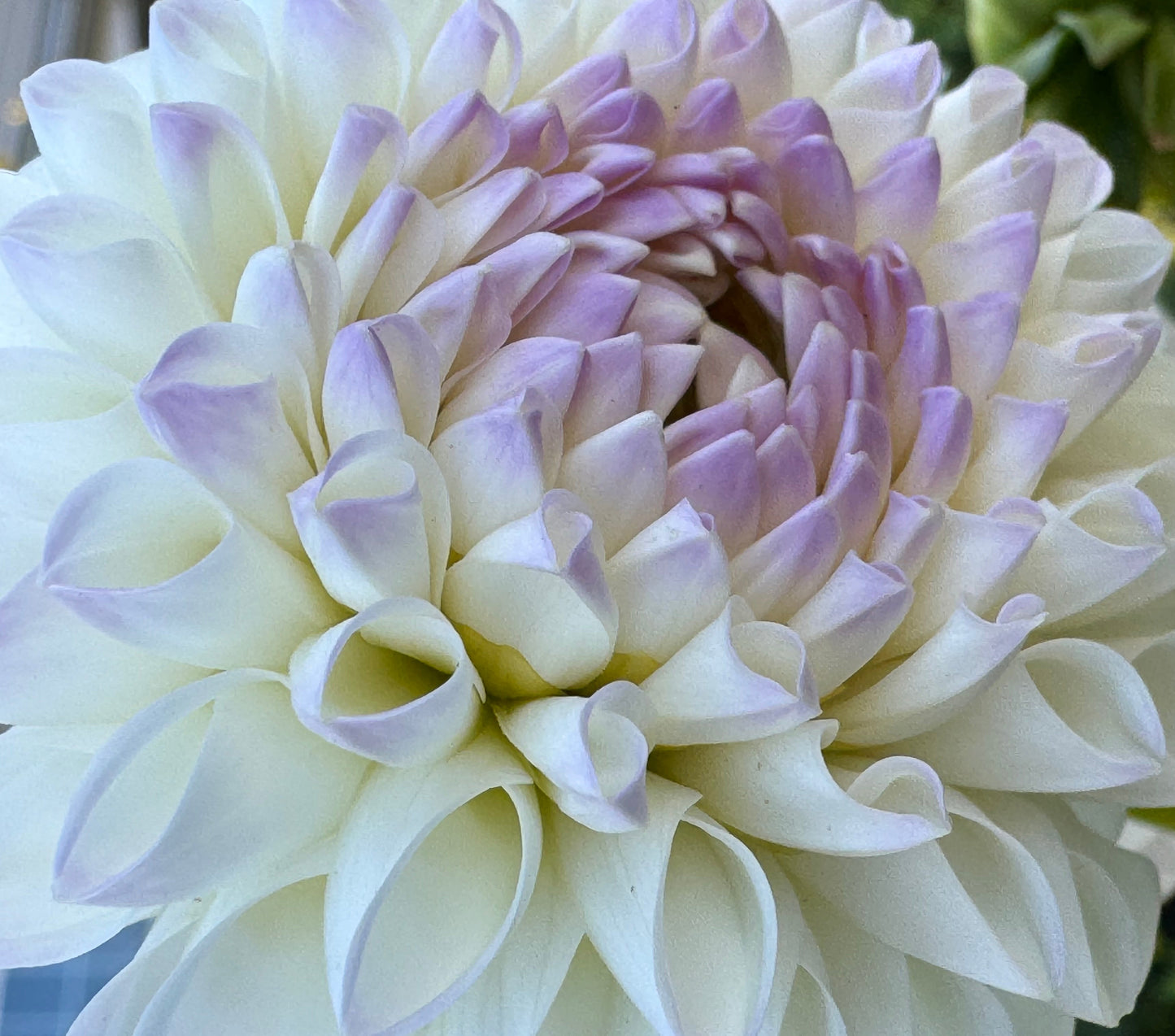 Andrea Lawson Dahlia