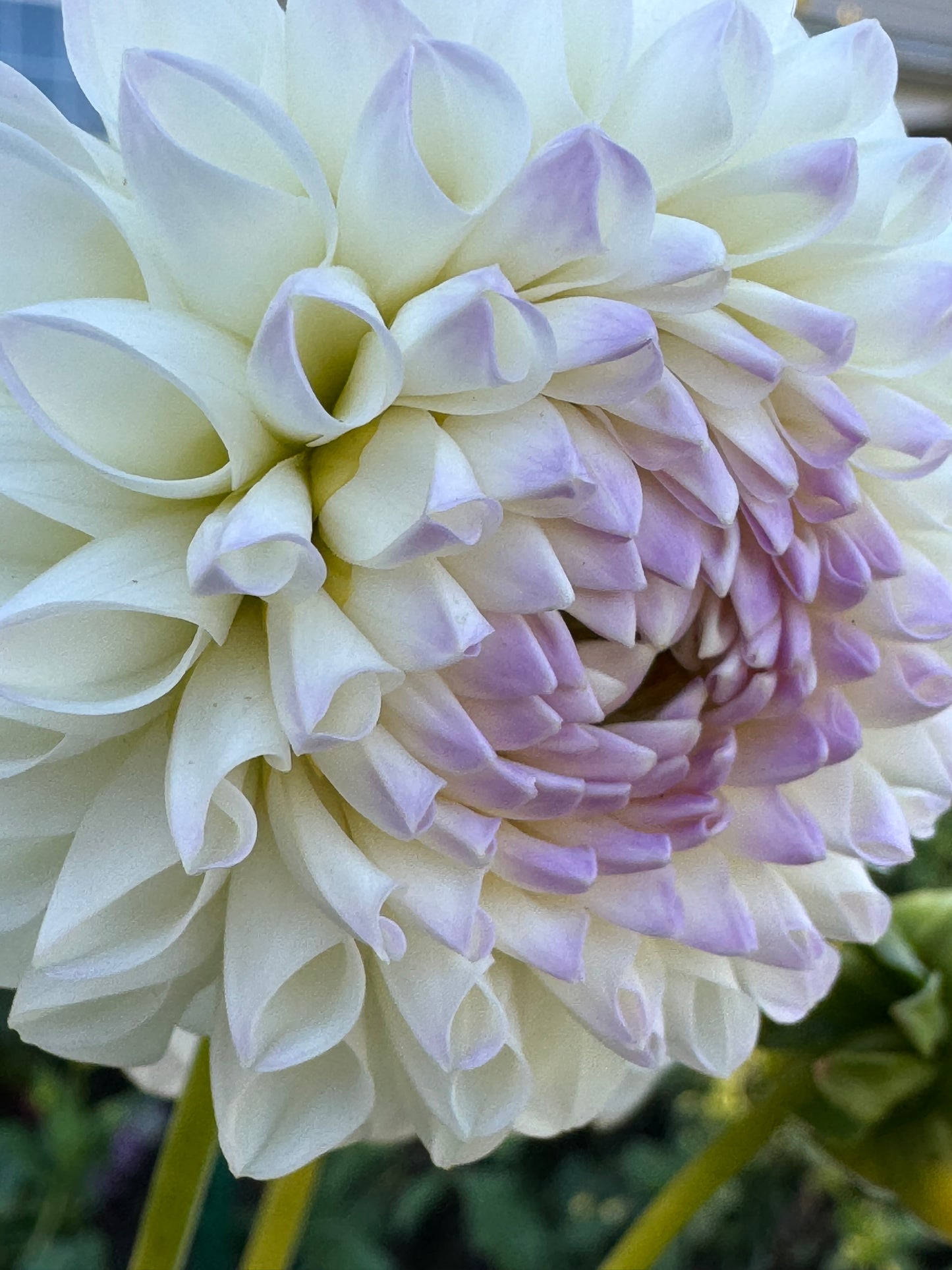 Midnight Moon Dahlia