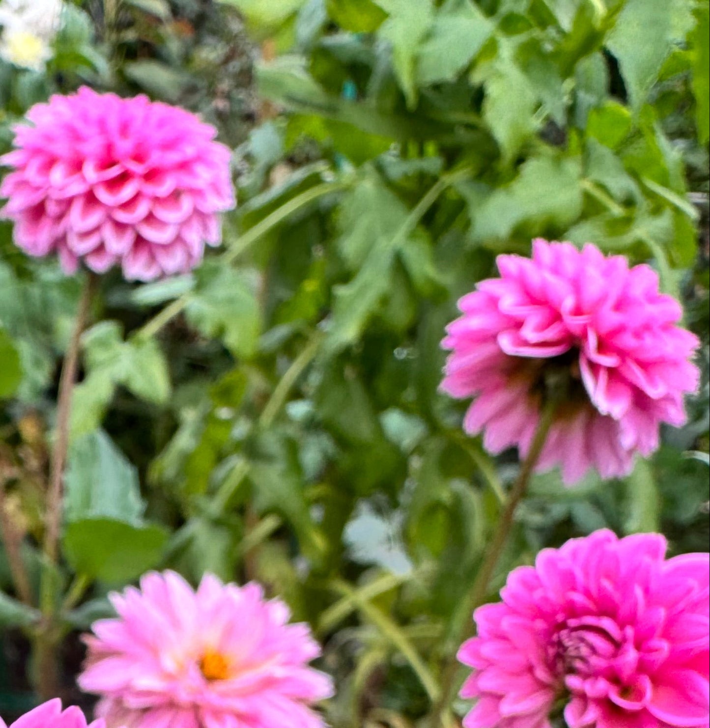 Bloomquist Glitter Dahlia