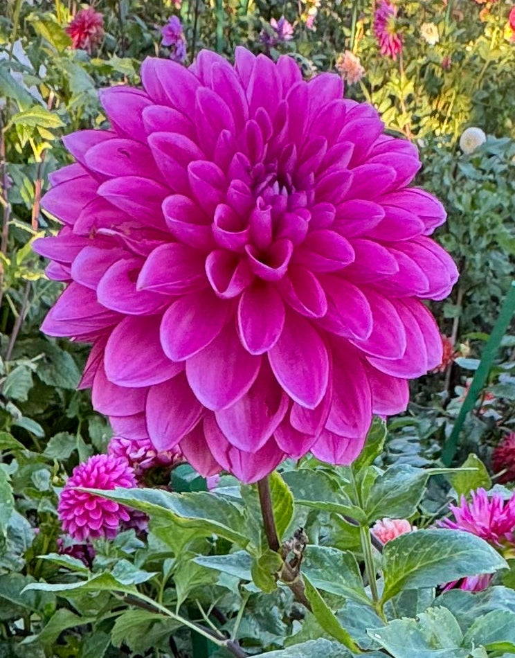 Caroline Lane Dahlia