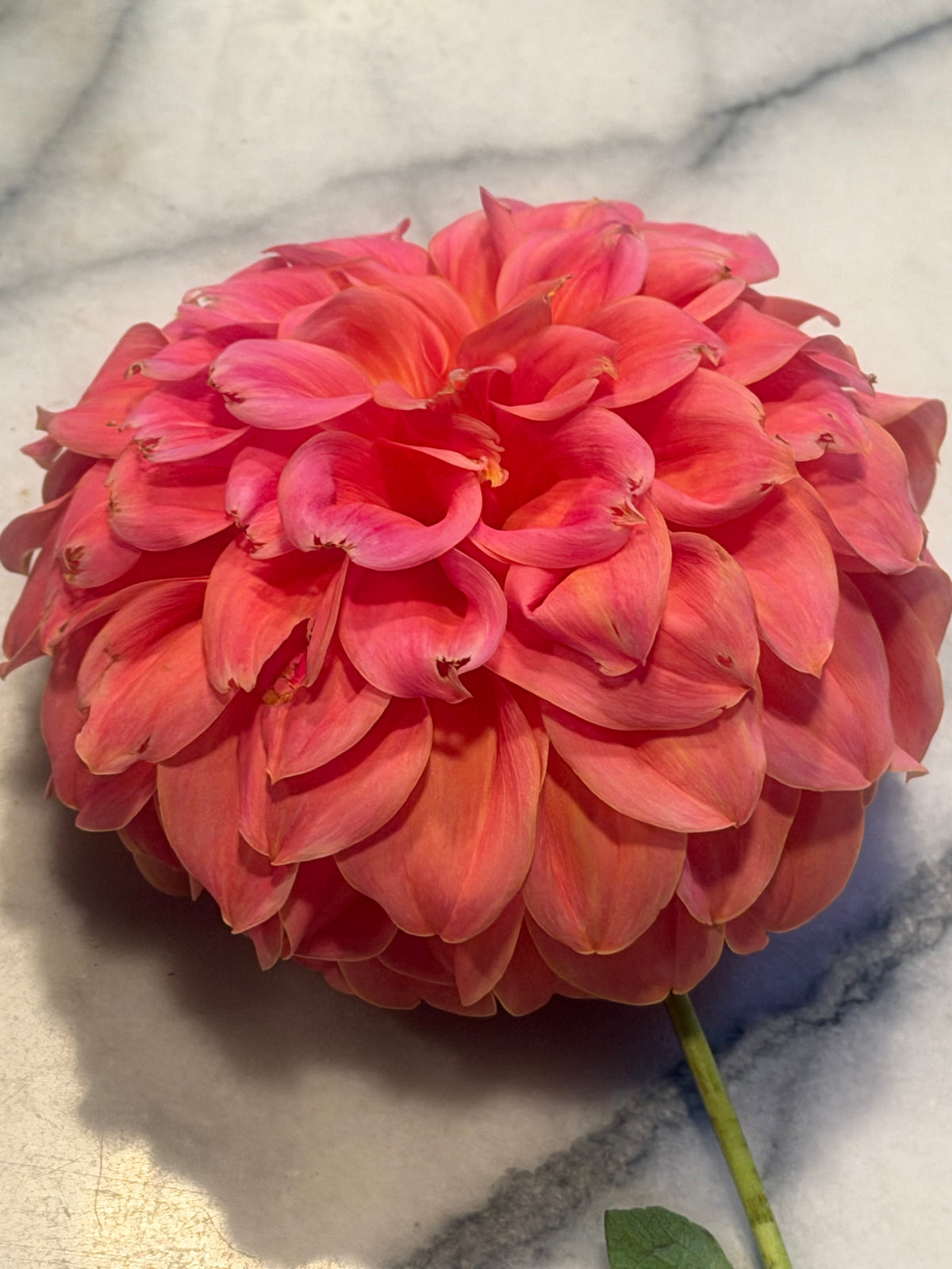 Sylvia Craig Hunter Dahlia