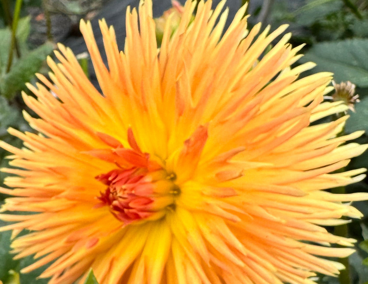 Kaiwera Gold Dahlia