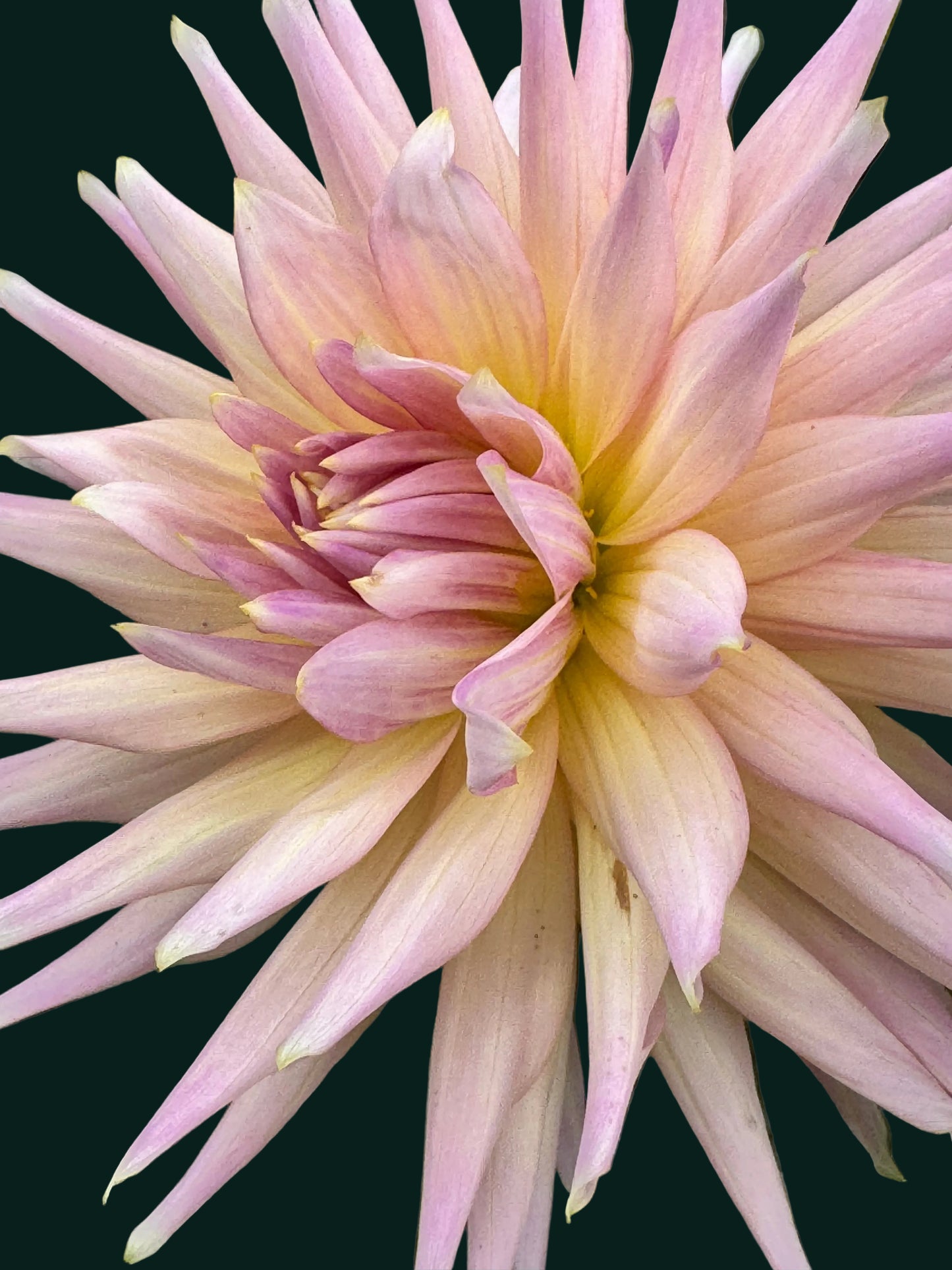 Wyn’s Mauve Mist Dahlia