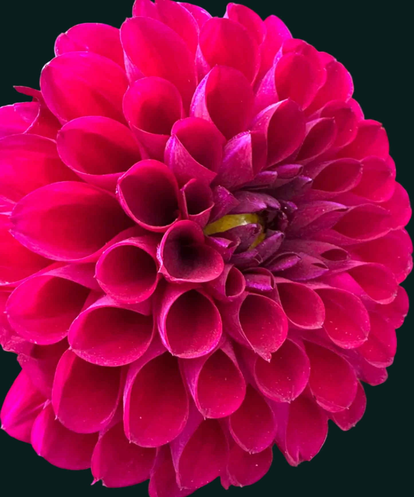 Jessie G Dahlia