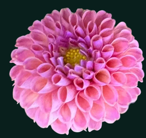 Catlin’s Joy Dahlia