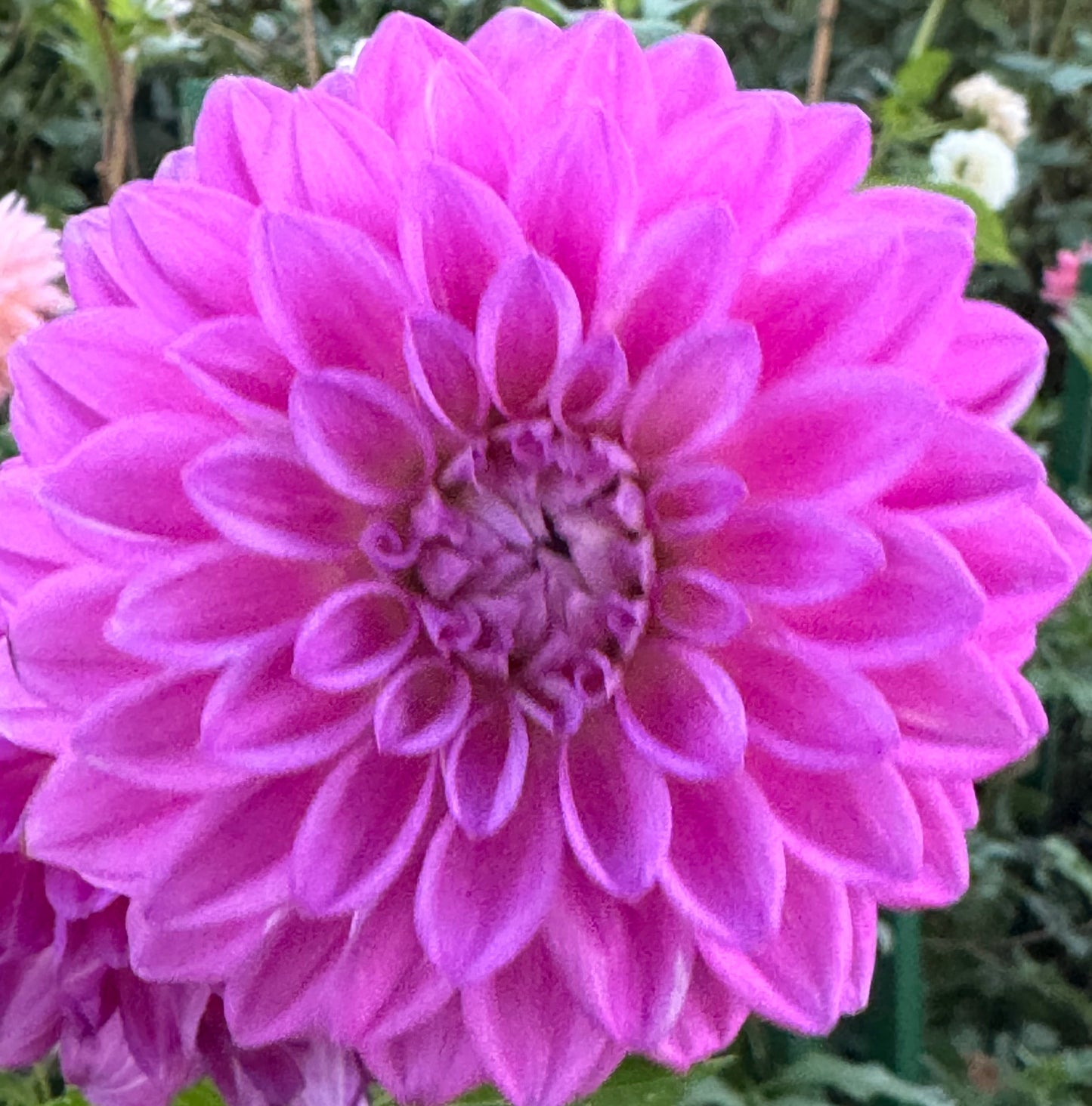 Bloomquist Tassel Dahlia