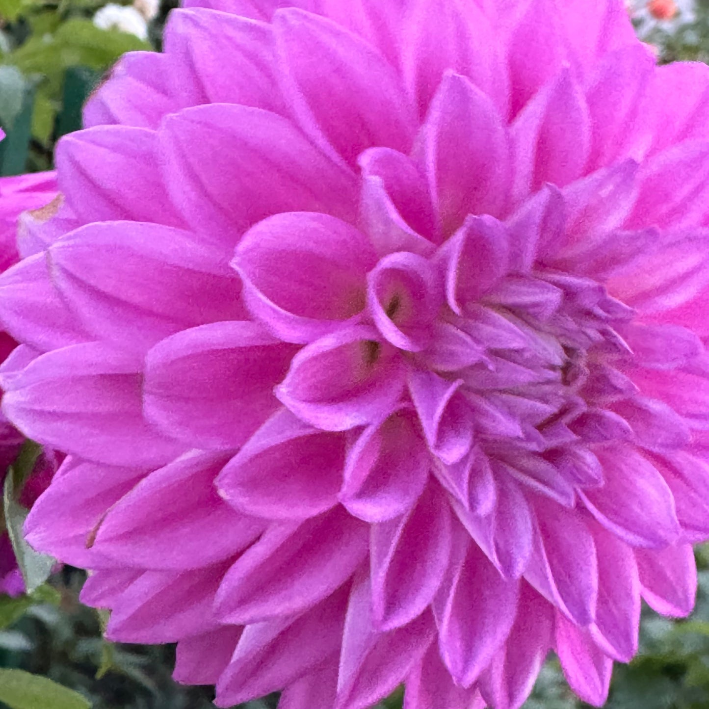 Elma Elizabeth Dahlia