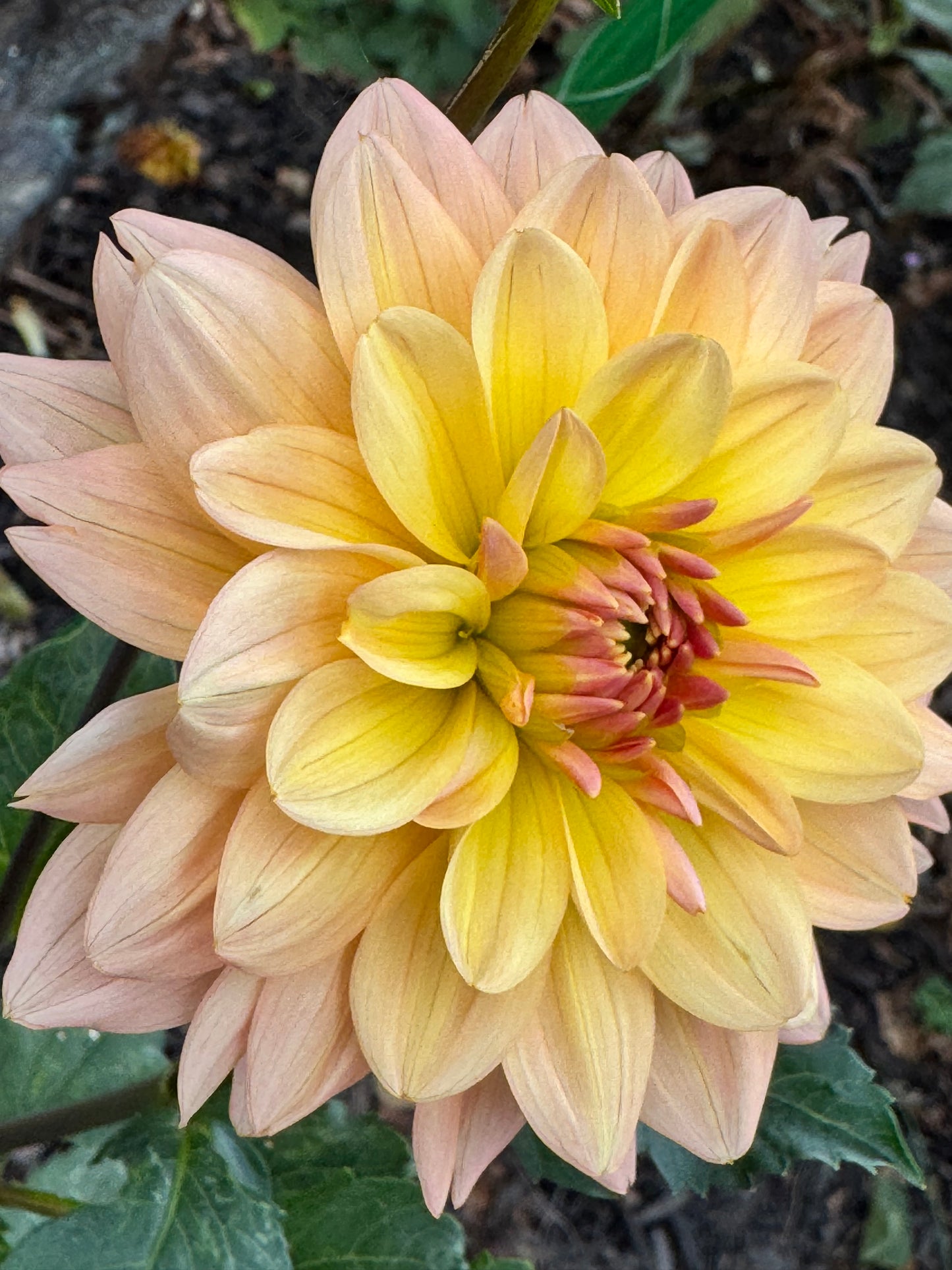 Summer’s End Dahlia