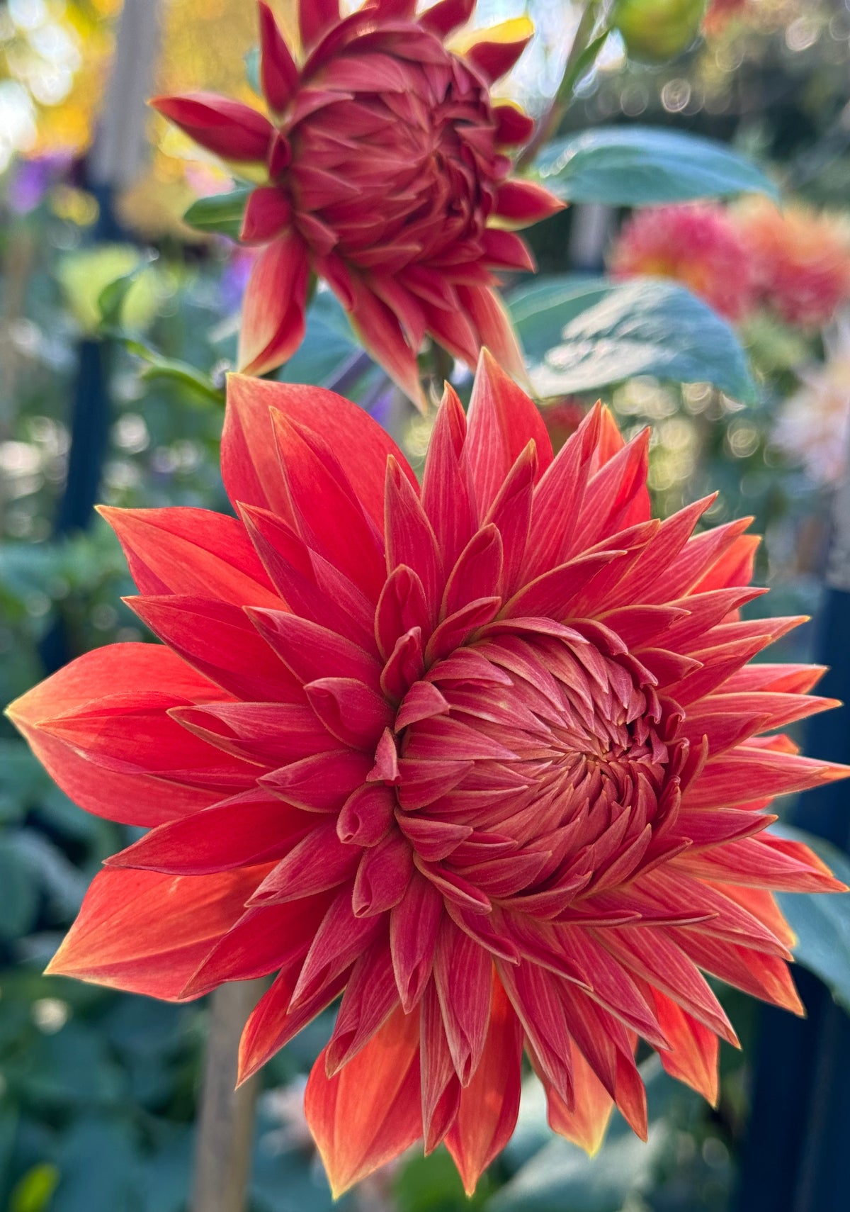 Parkland Glory Dahlia