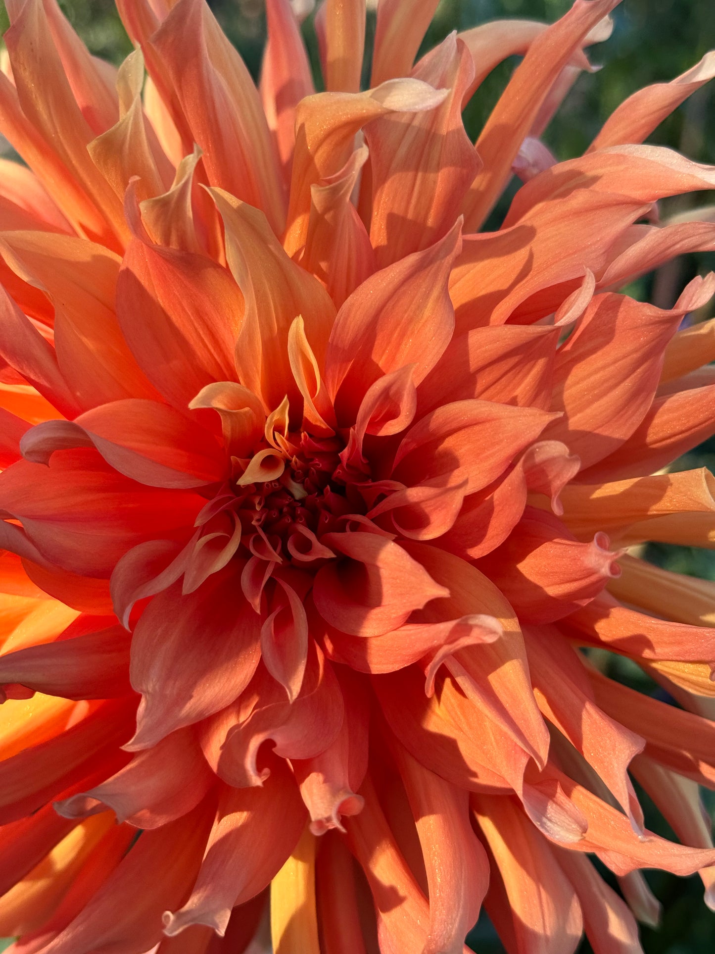 Clara Huston Dahlia