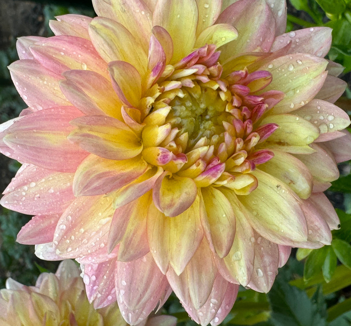Sheer Heaven Dahlia