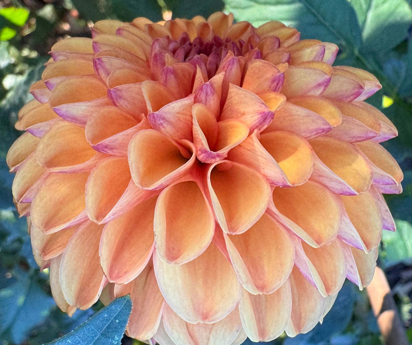 Valley Rust Bucket Dahlia
