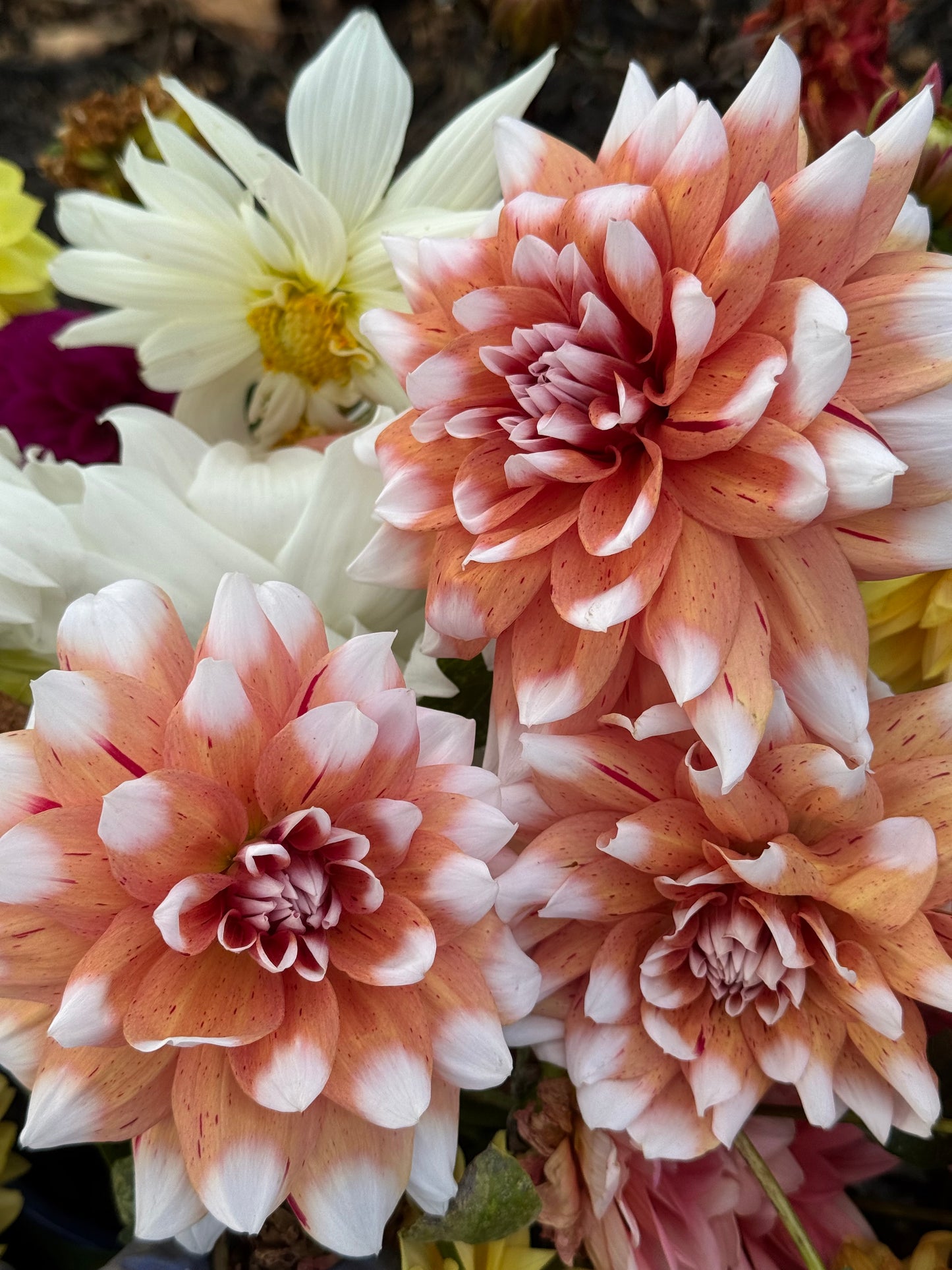 Spicy Candy Dahlia