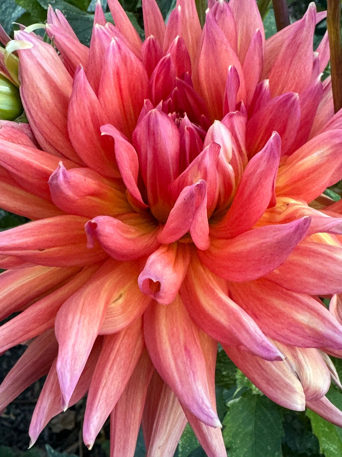 Wyn’s Sundazzler Dahlia