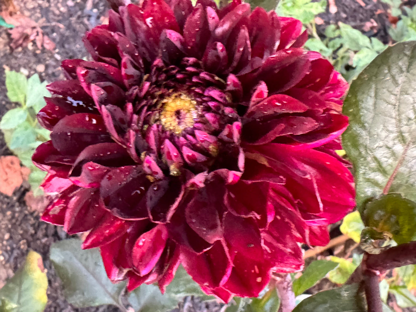 Rmona Dahlia