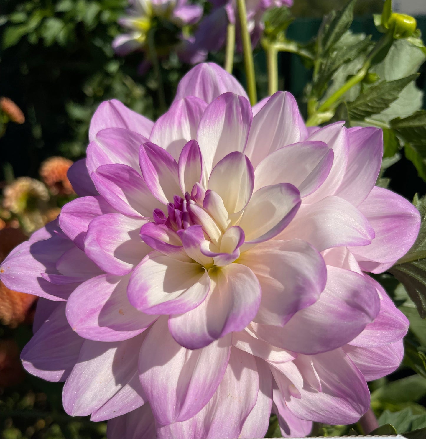 Sandia Melody Dahlia
