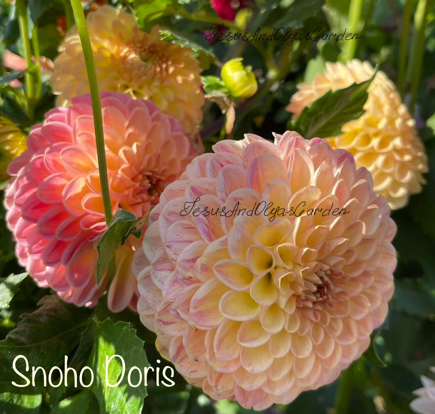 Snoho Doris Dahlia