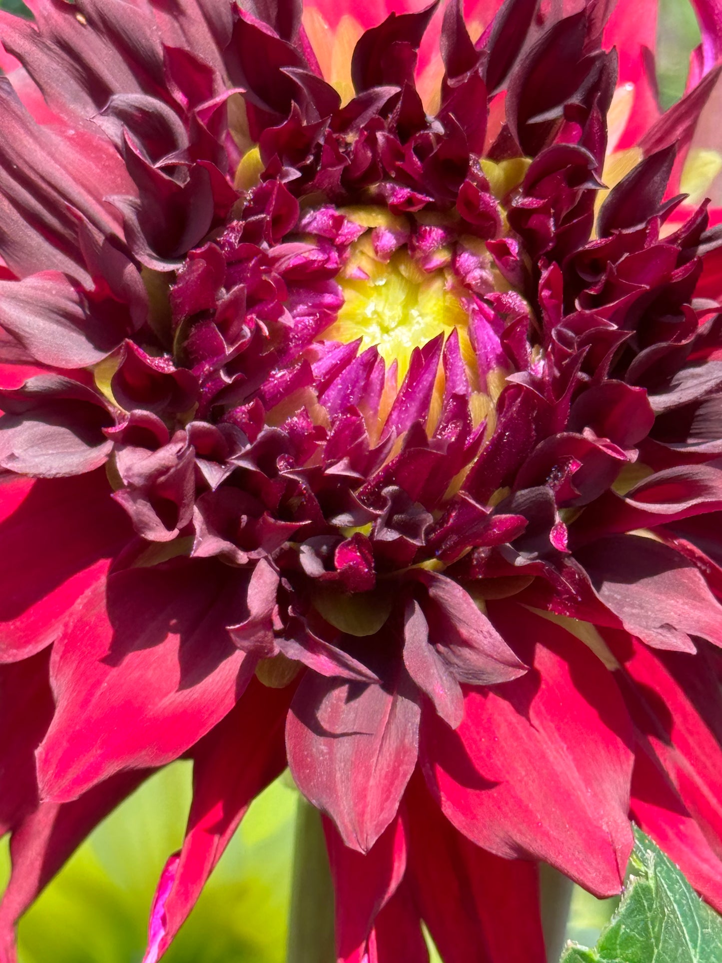 Bloomquist Richard Dahlia