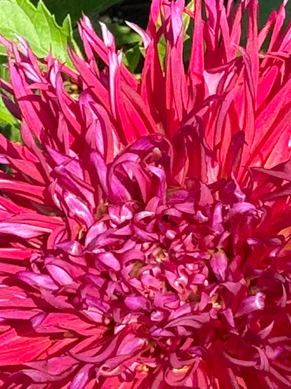 Northlake Pride Dahlia