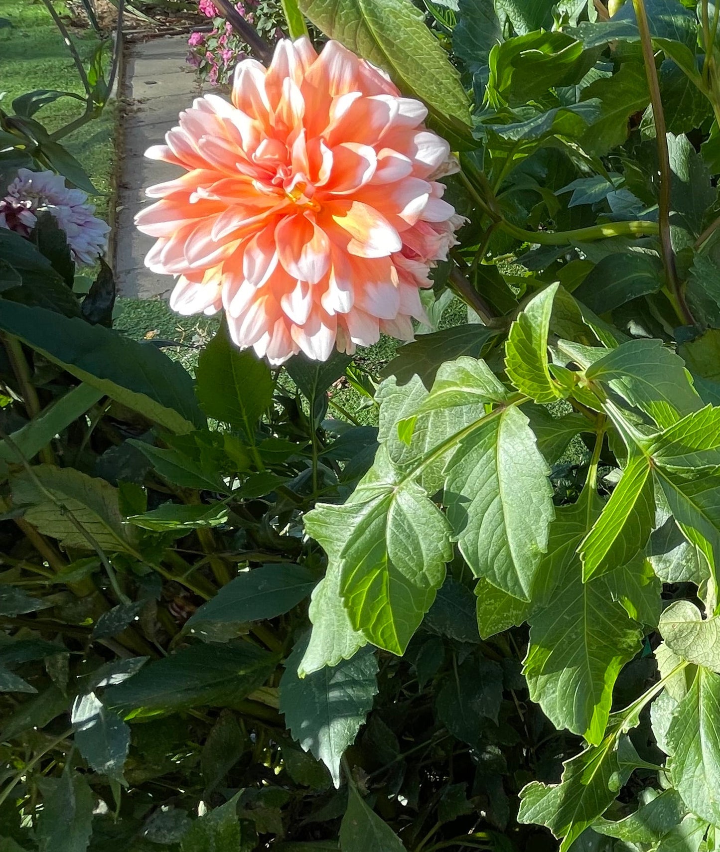 A La Mode Dahlia