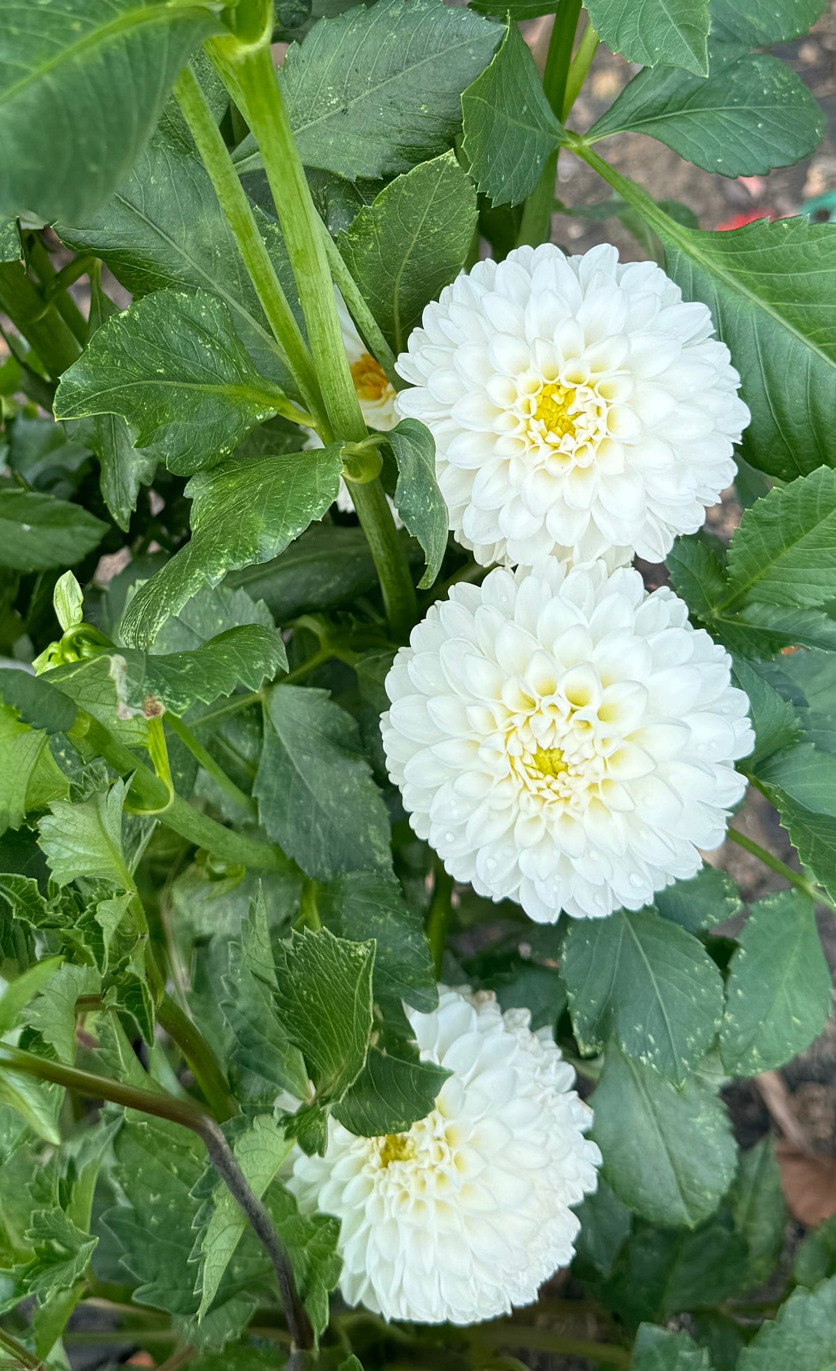Lulu Dahlia