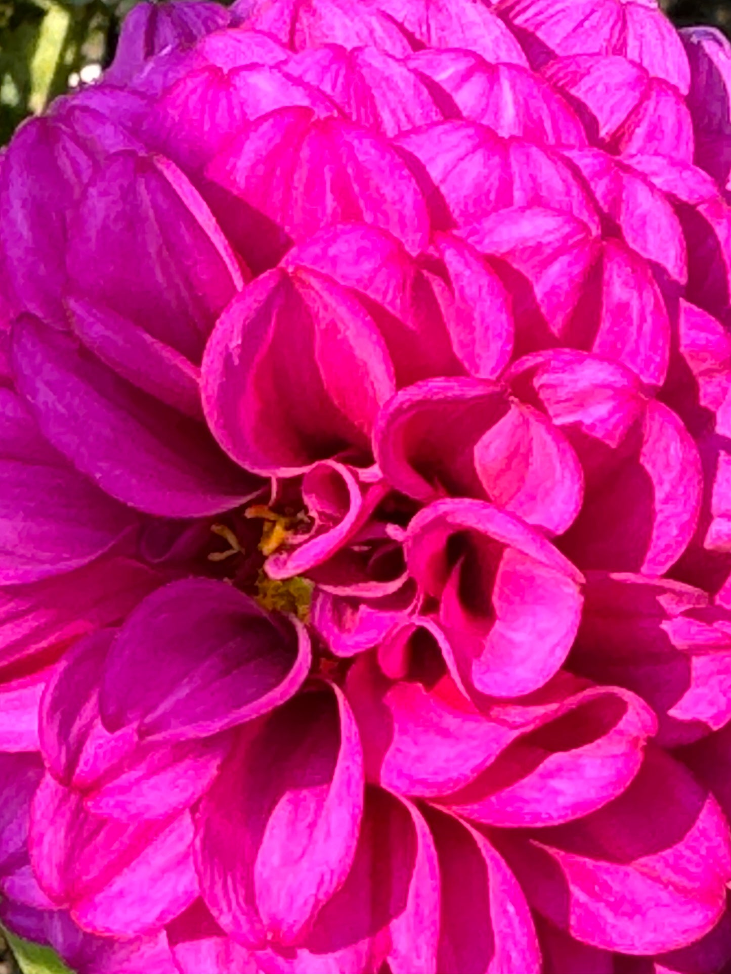 SB’s Becky Dahlia