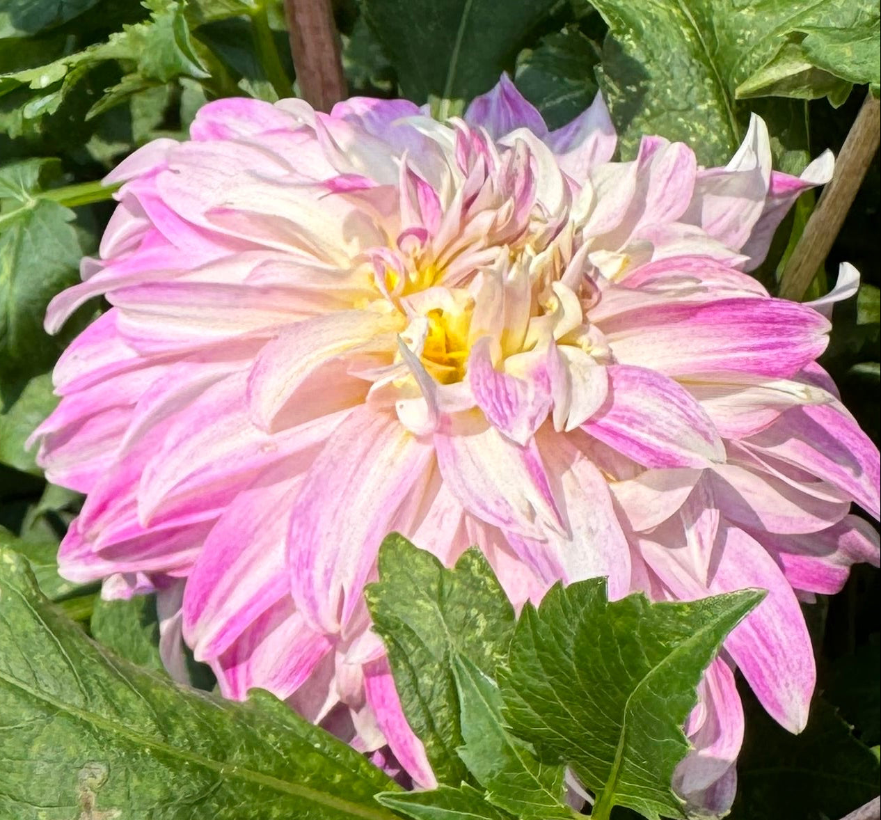 Pink Petticoat Dahlia