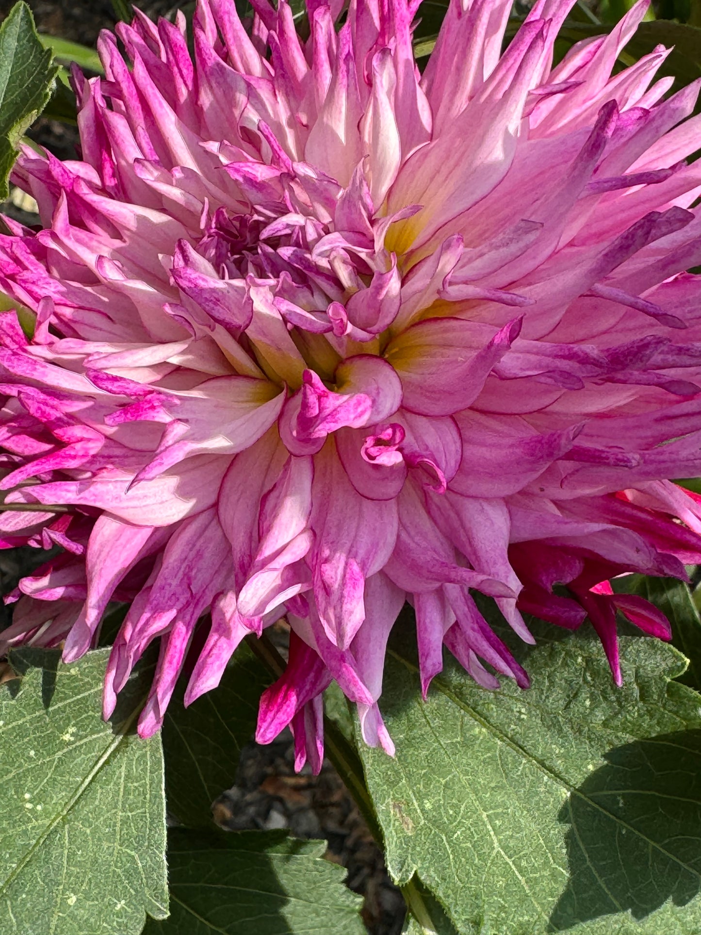 Enchantress Dahlia