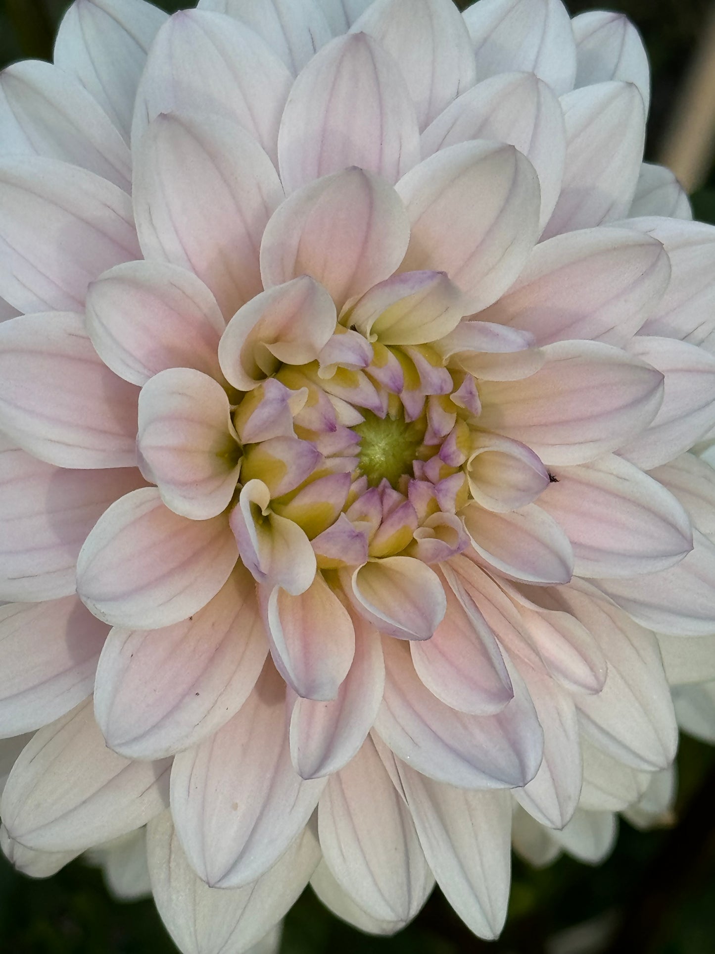 Silver Years Dahlia