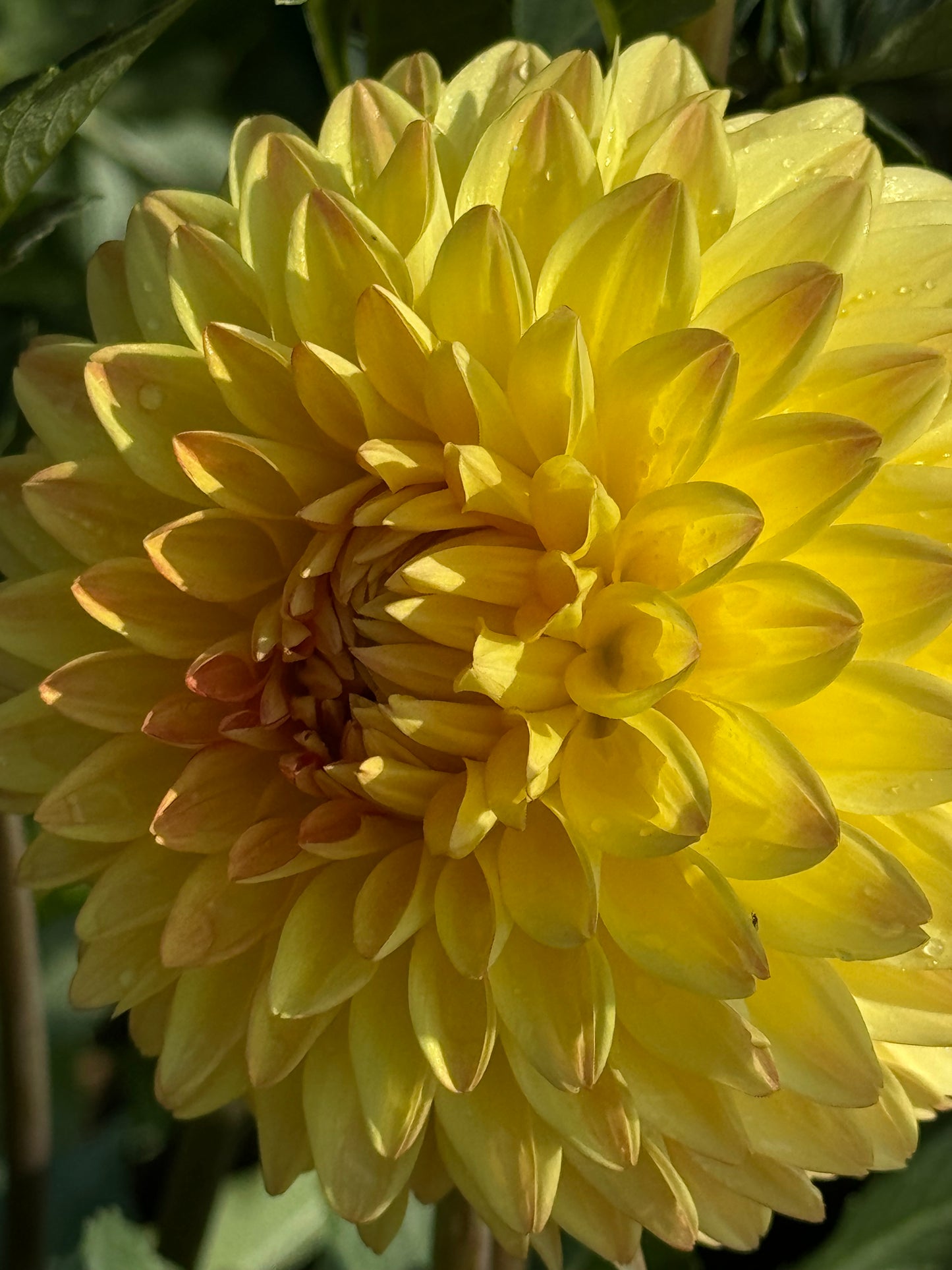 April Dahlia