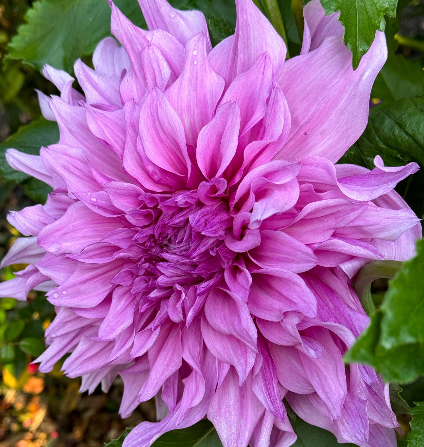 Pennsgift Dahlia